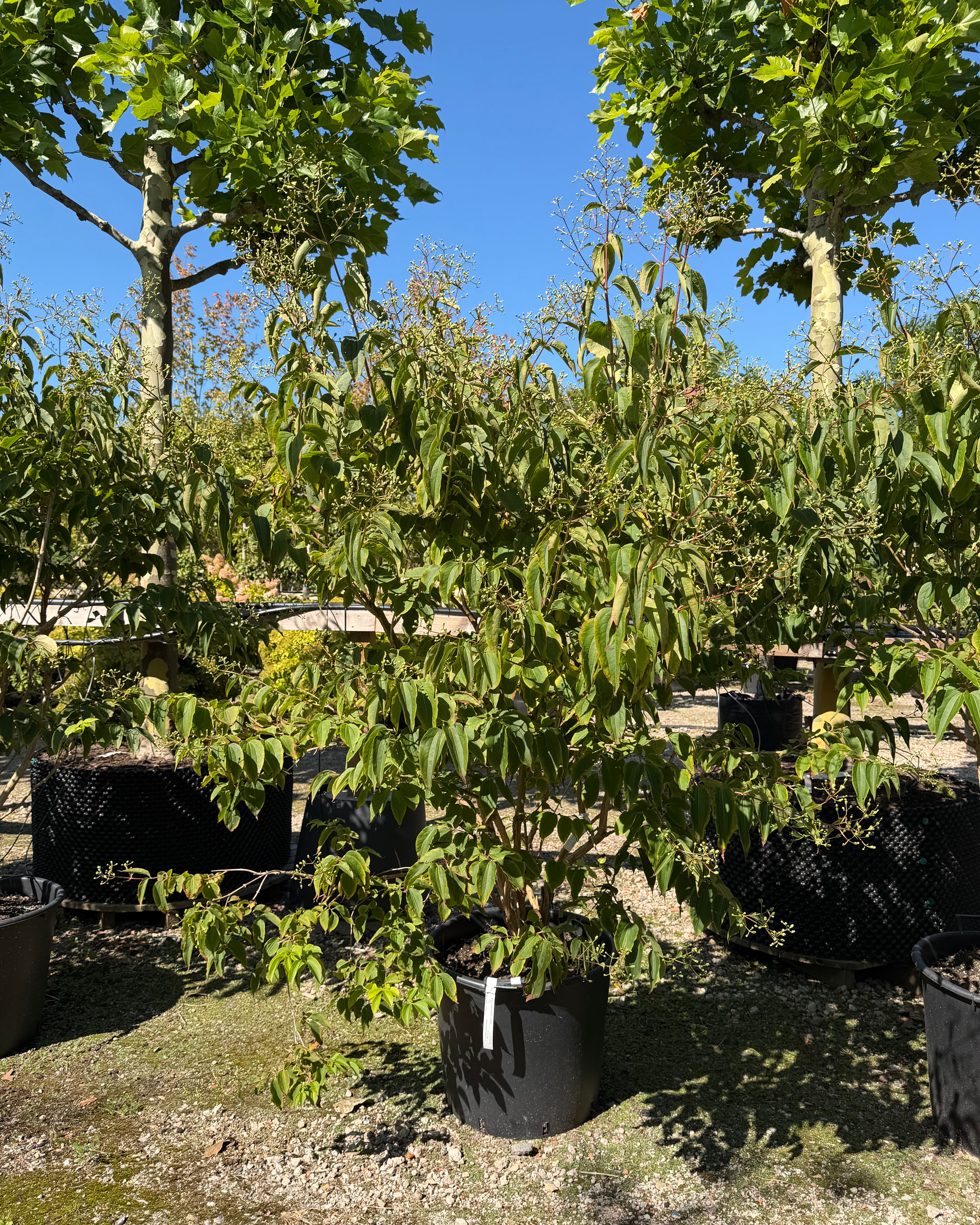 Multistammet Heptacodium miconioides Himlens syv sønner som flerstammet prydtræ med lys, afskallende bark og tætte klaser af hvide sensommerblomster.