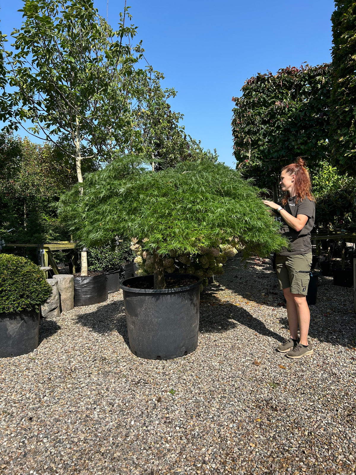 En fritstående Acer palmatum Dissectum japansk ahorn, der viser en lav, busket struktur med overhængende grene formet i tætte, vandrette puder af fjeragtige, lysegrønne blade, som danner en tæt halvkugle.