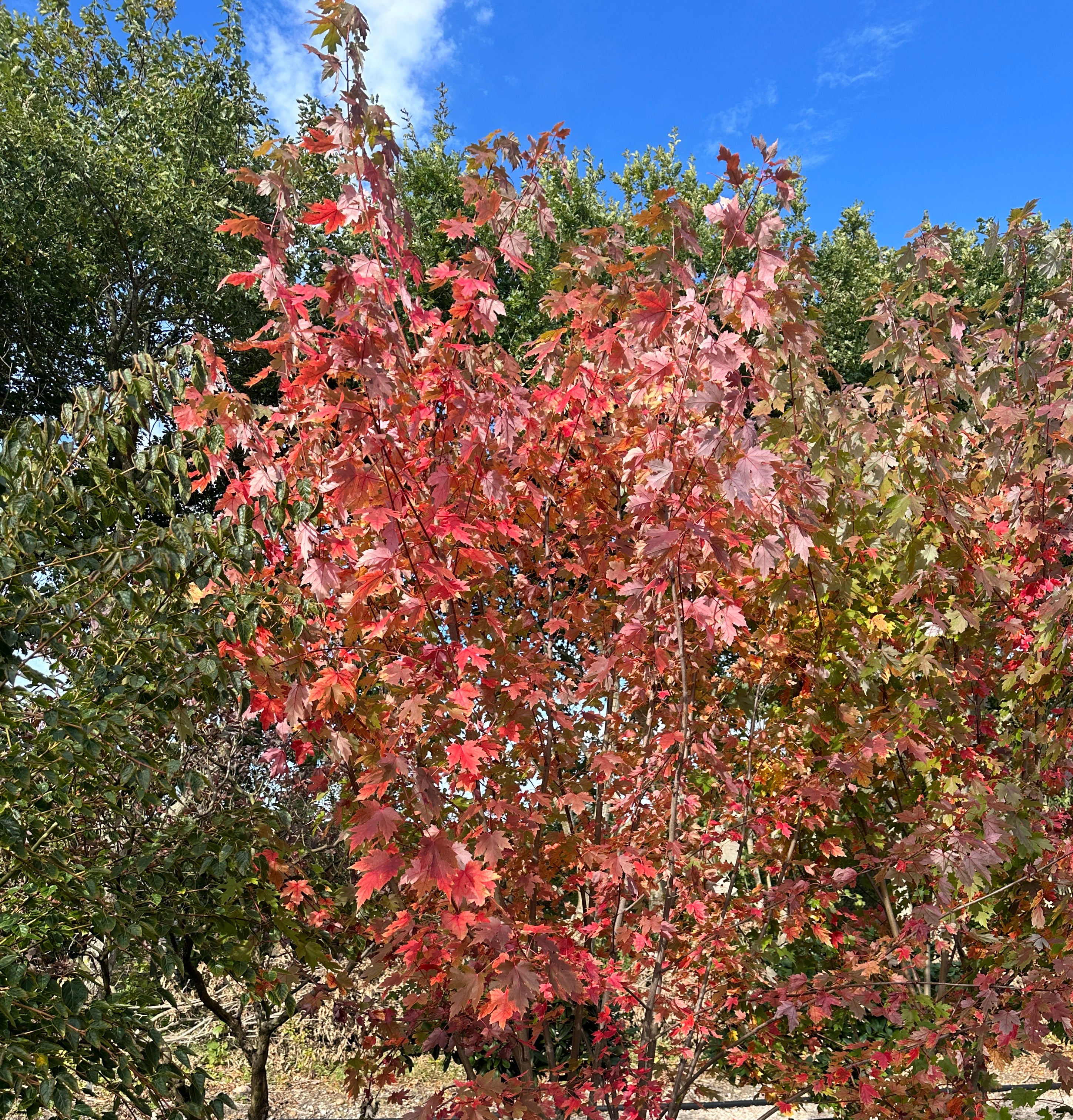 Multistammet ahorn 'Autumn Blaze' med strålende røde efterårsfarver i potte