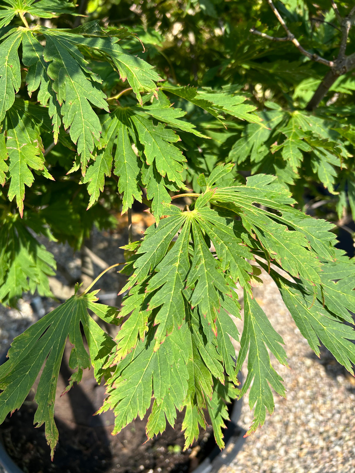 Friskt grønt blad fra en Acer japonicum Aconitifolium, der fremhæver de store, fjeragtige flige og det sirlige netværk af bladnerver, som spreder sig ud i en vifteform.