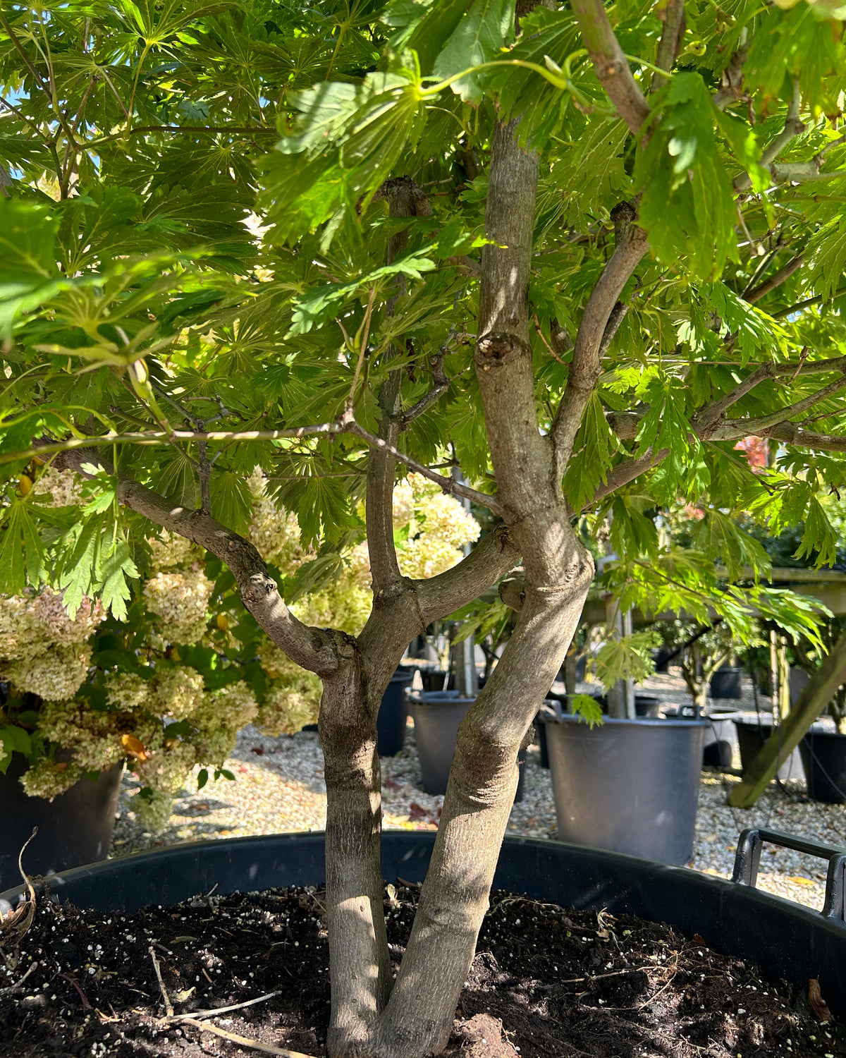 En multistammet Acer japonicum Aconitifolium, hvor de mange glatte, gråbrune stammer danner et råt, skulpturelt fundament under de grønne viftebladspuder.