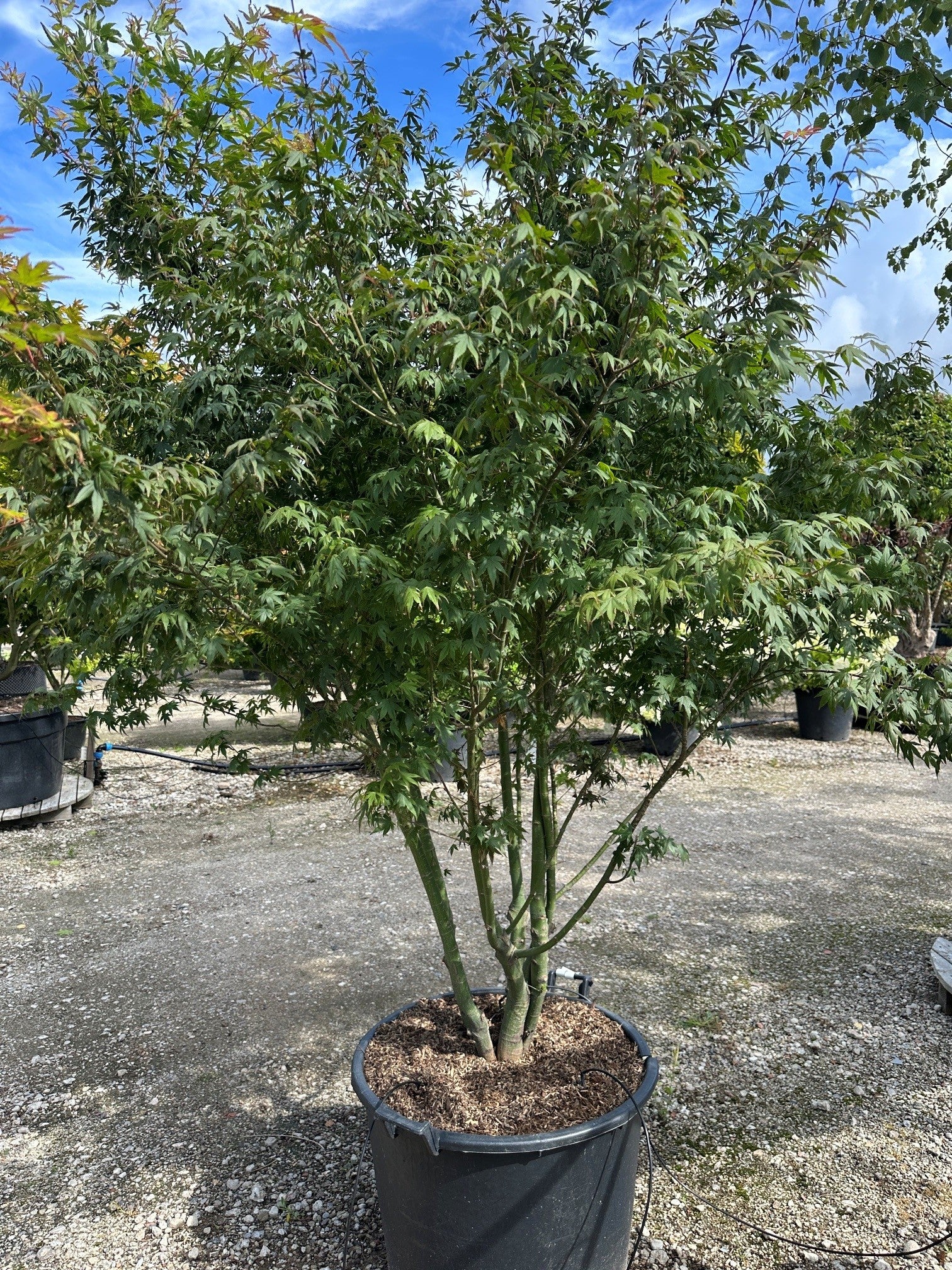 Grønbladet japansk ahorn, Acer palmatum, med en bred, paraplyformet krone og lette grønne blade.