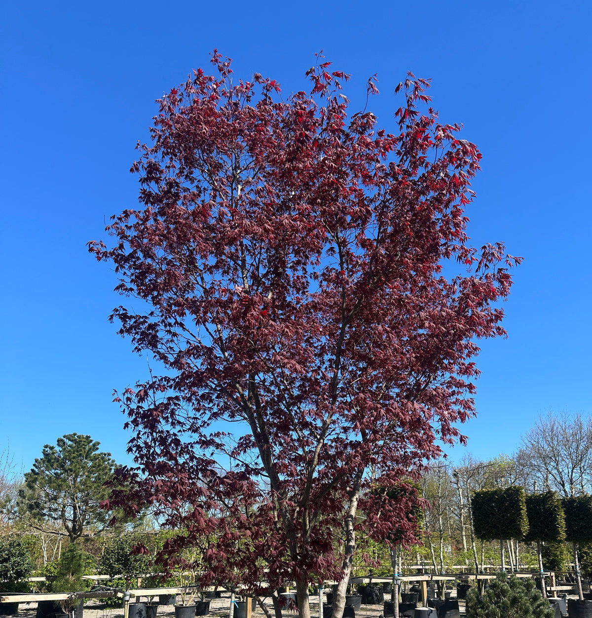 En multistammet Acer palmatum Bloodgood med sirligt klippede, tætte puder af store, mørkerøde blade båret af flere glatte stammer.
