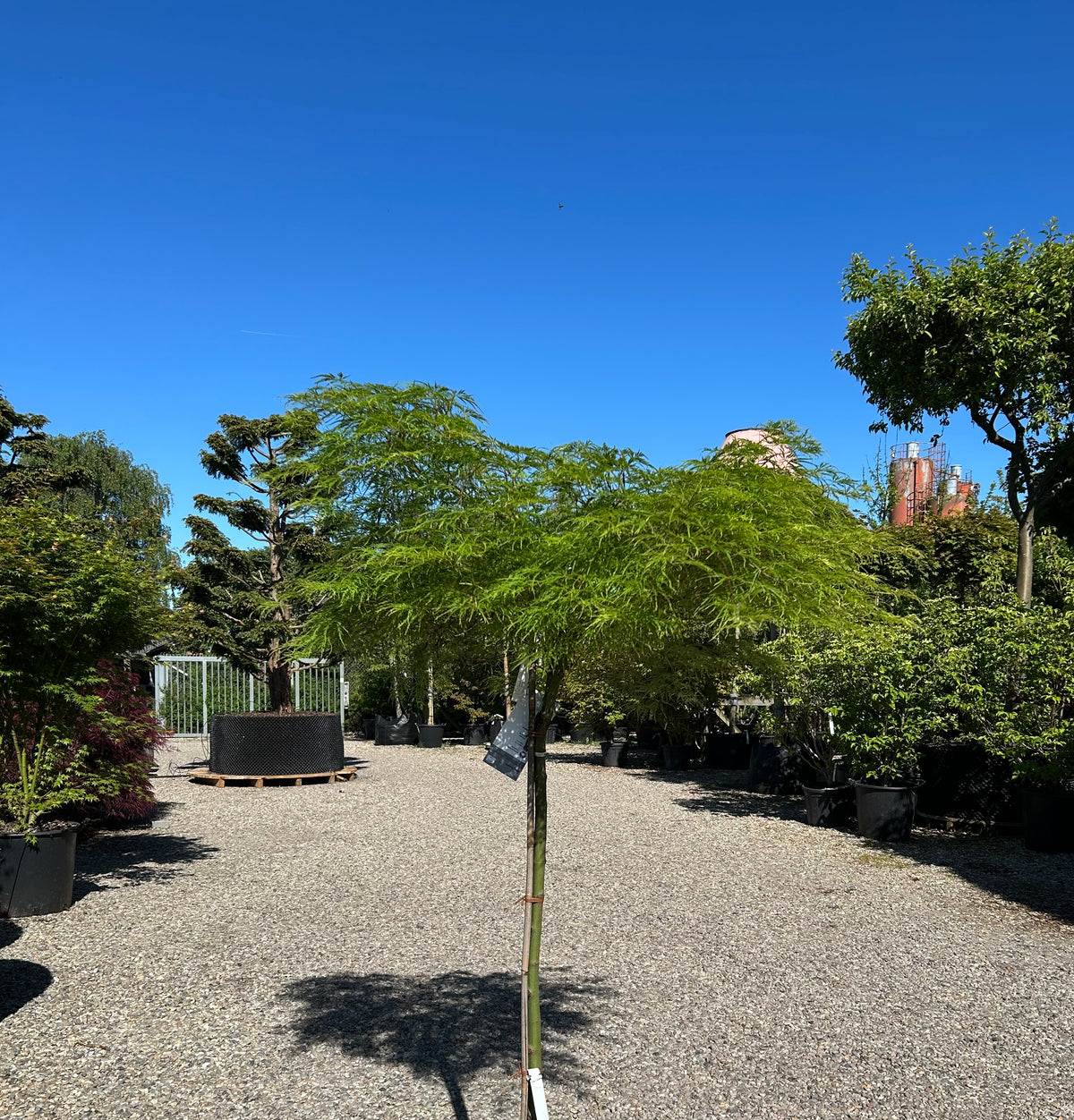 Opstammet Acer palmatum 'Dissectum' med sirligt klippede, flade puder af finfligede, lysegrønne blade.