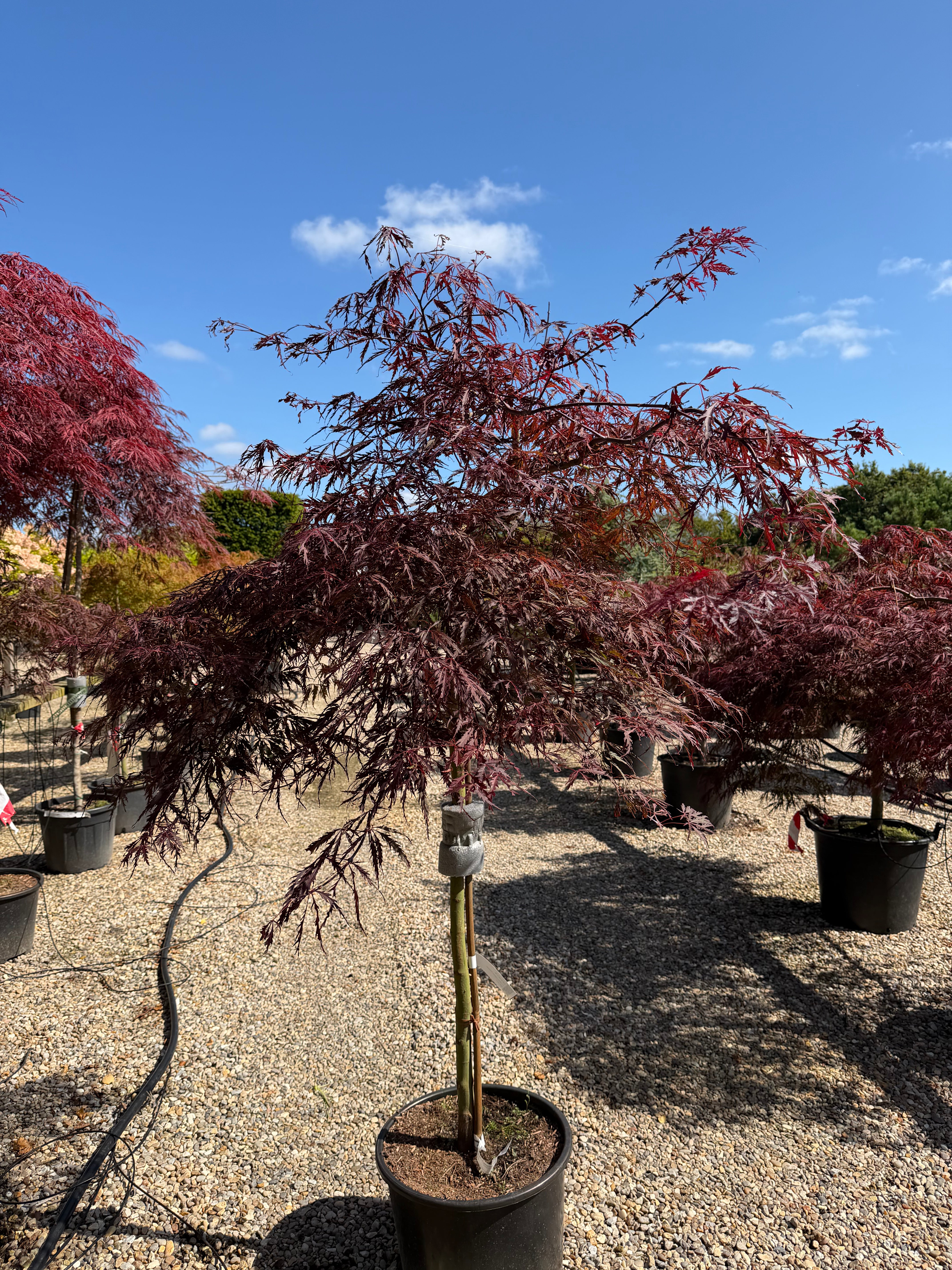 Opstammet Acer palmatum Dissectum japansk ahorn med friske grønne, fligede blade og en tæt, paraplyformet krone.