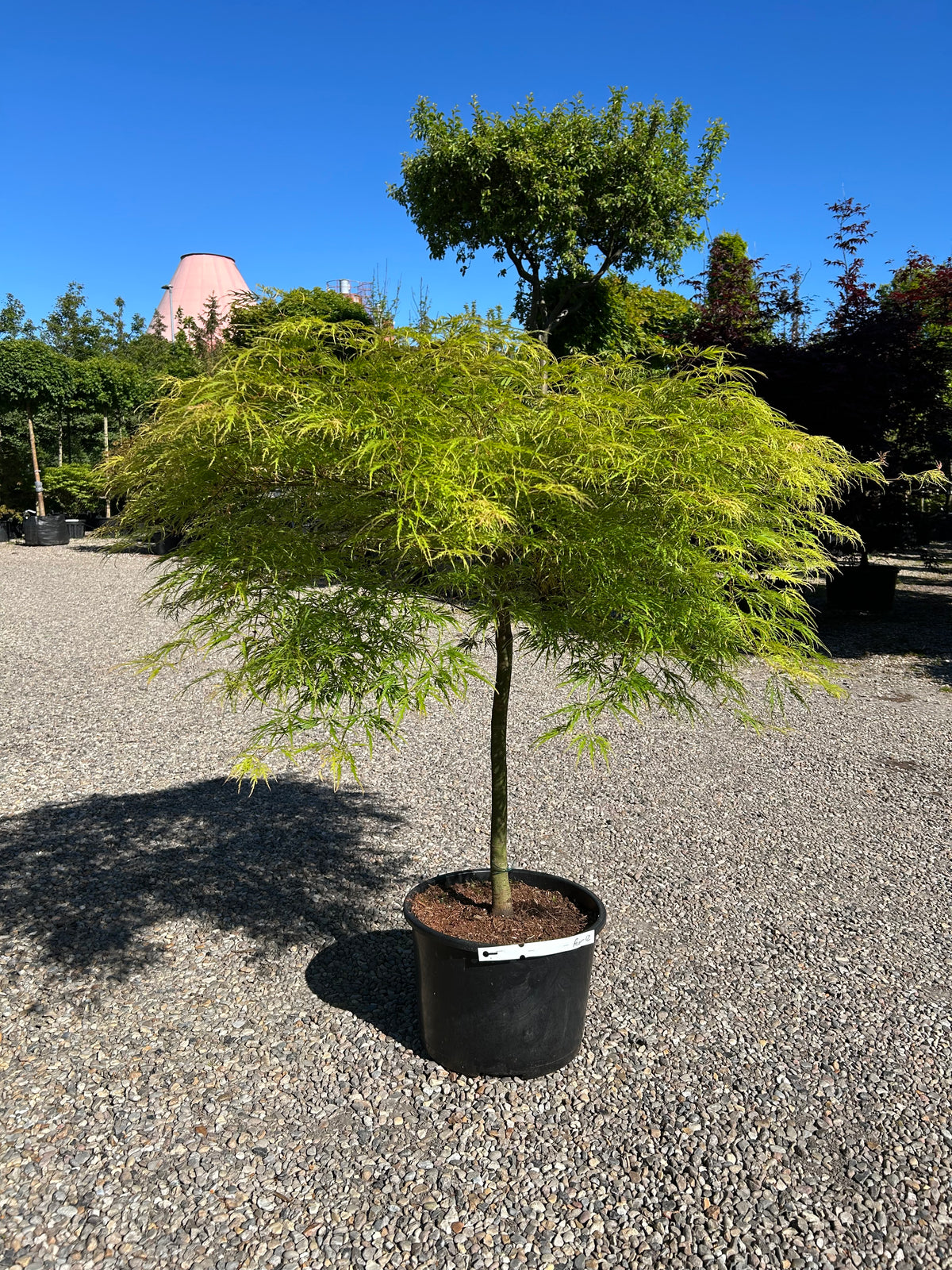 En opstammet Acer palmatum Dissectum med en bar stamme og sirligt klippede, tætte etagepuder af finfligede, lysegrønne blade.