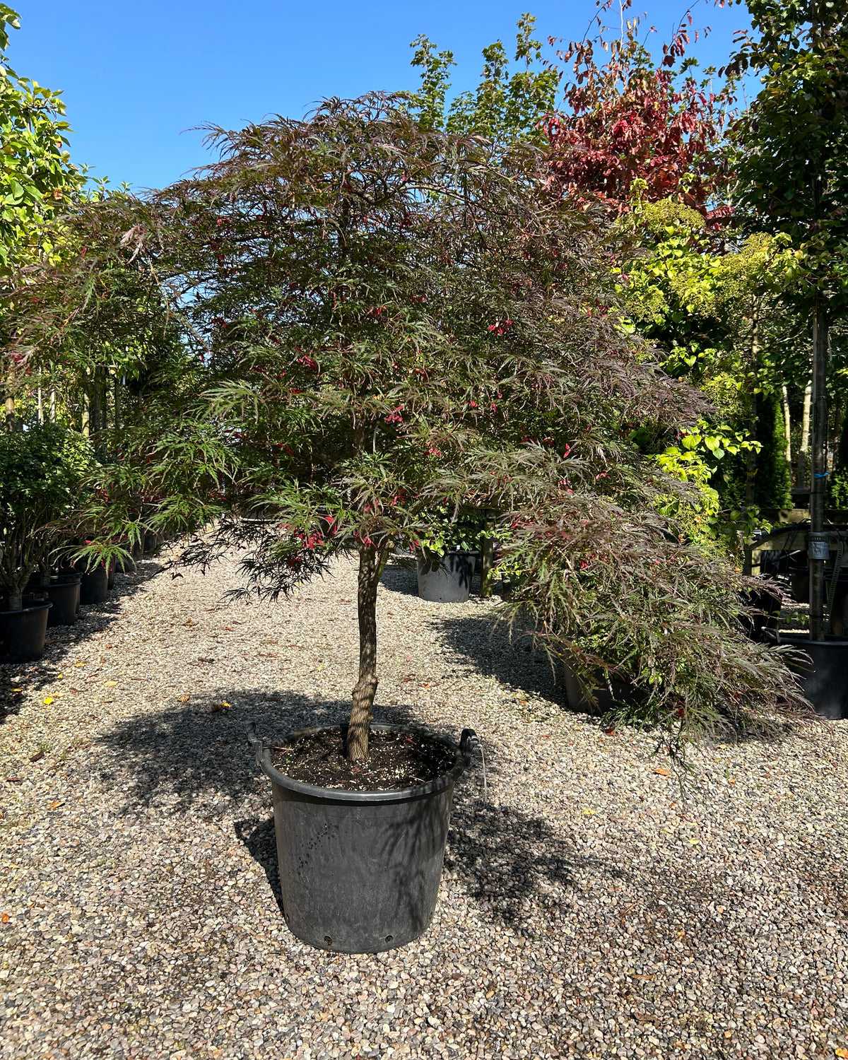 En opstammet Acer palmatum Dissectum Garnet med en bar stamme og sirligt klippede puder af finfligede, mørkerøde blade.