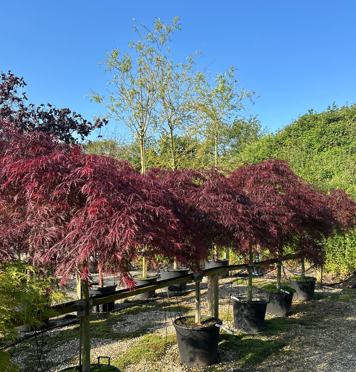 Opstammet Acer palmatum Dissectum Garnet, hvor de sirligt trimmede, flade puder af mørkerøde løvblade svæver i lag over den glatte stamme og skaber en skulpturel silhuet.