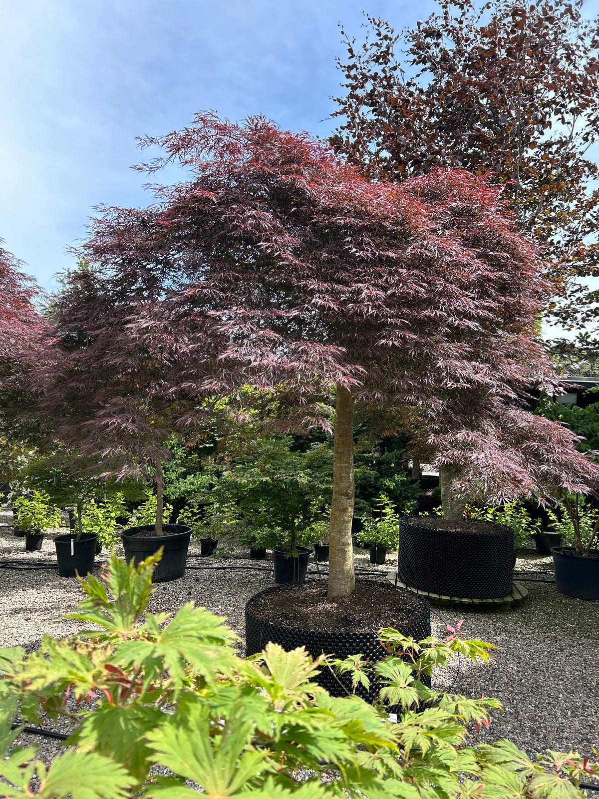 En solitær Acer palmatum Dissectum Garnet med en lav, bred vækstform og sirligt klippedevpuder af finfligede, mørkerøde blade.
