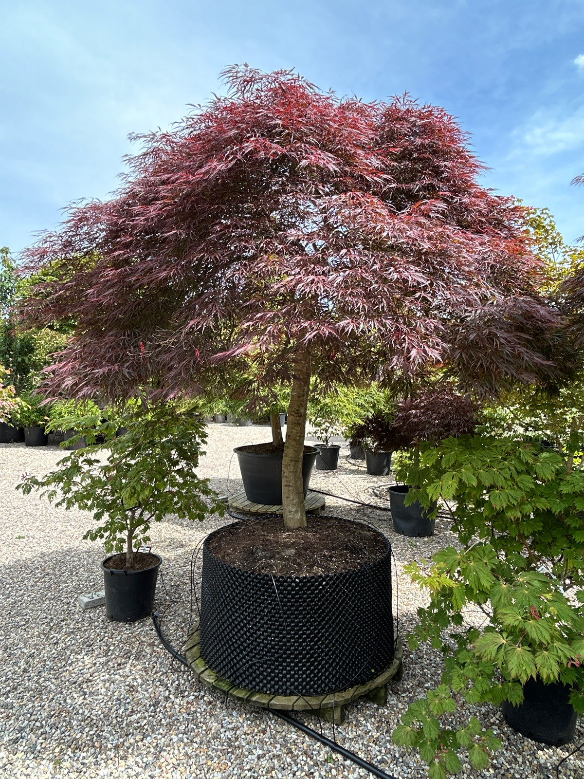 Acer palmatum Dissectum Garnet - japansk dværgahorn, der viser en lav, busket struktur med overhængende grene, som danner en tæt halvkugle af dybrøde, fjeragtige og dybdelte blade på en kort stamme.
