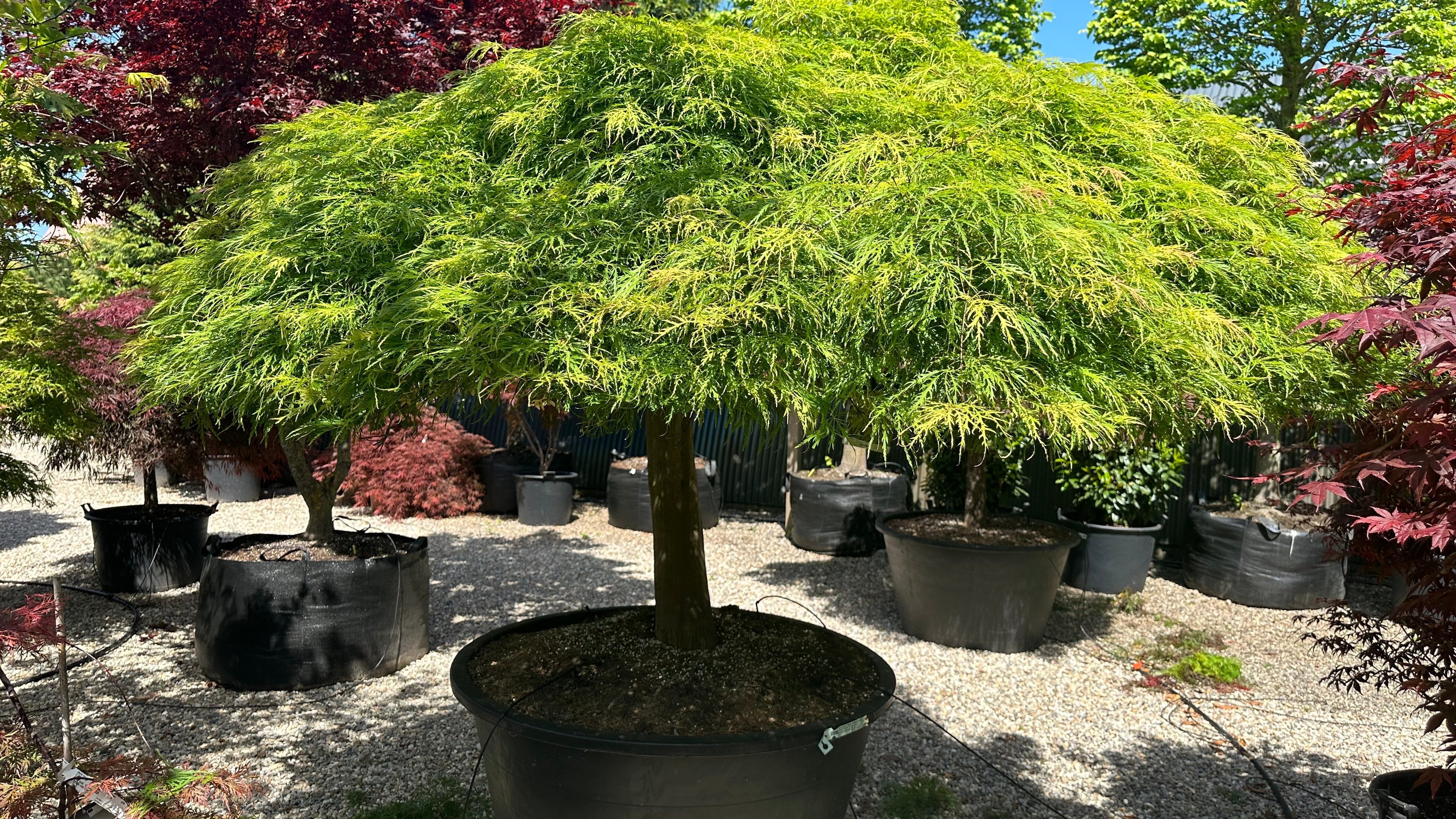 Acer palmatum Dissectum Green Lace, Japansk ahorn, grøn fligbladet, Stammeomkreds 40-50 cm, Stamme Højde 70 cm, Total Højde 150-175 cm, Solitær