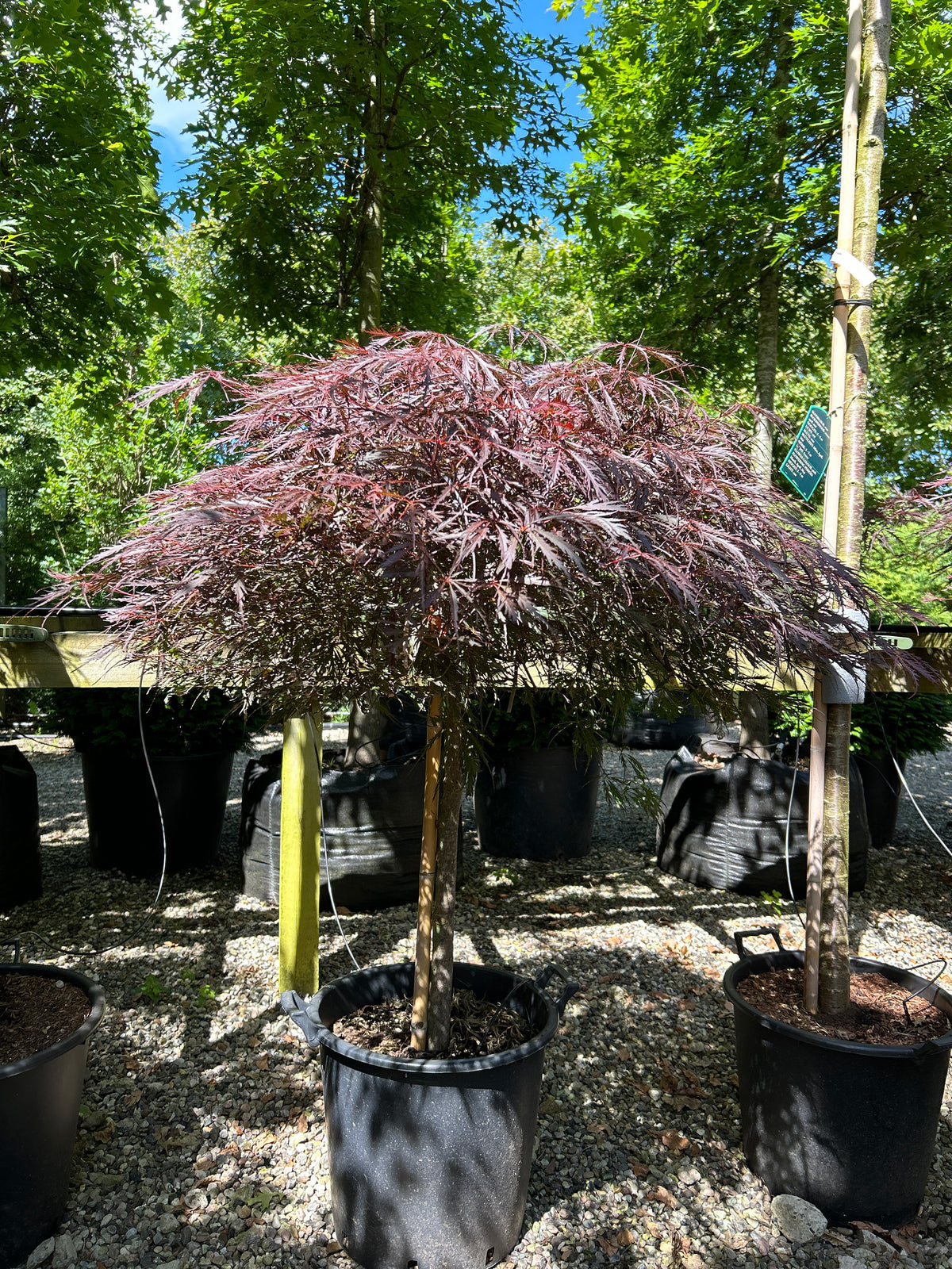En opstammet Acer palmatum Inaba Shidare med en bar stamme og sirligt klippede, tætte etagepuder af store, mørkerøde blade.