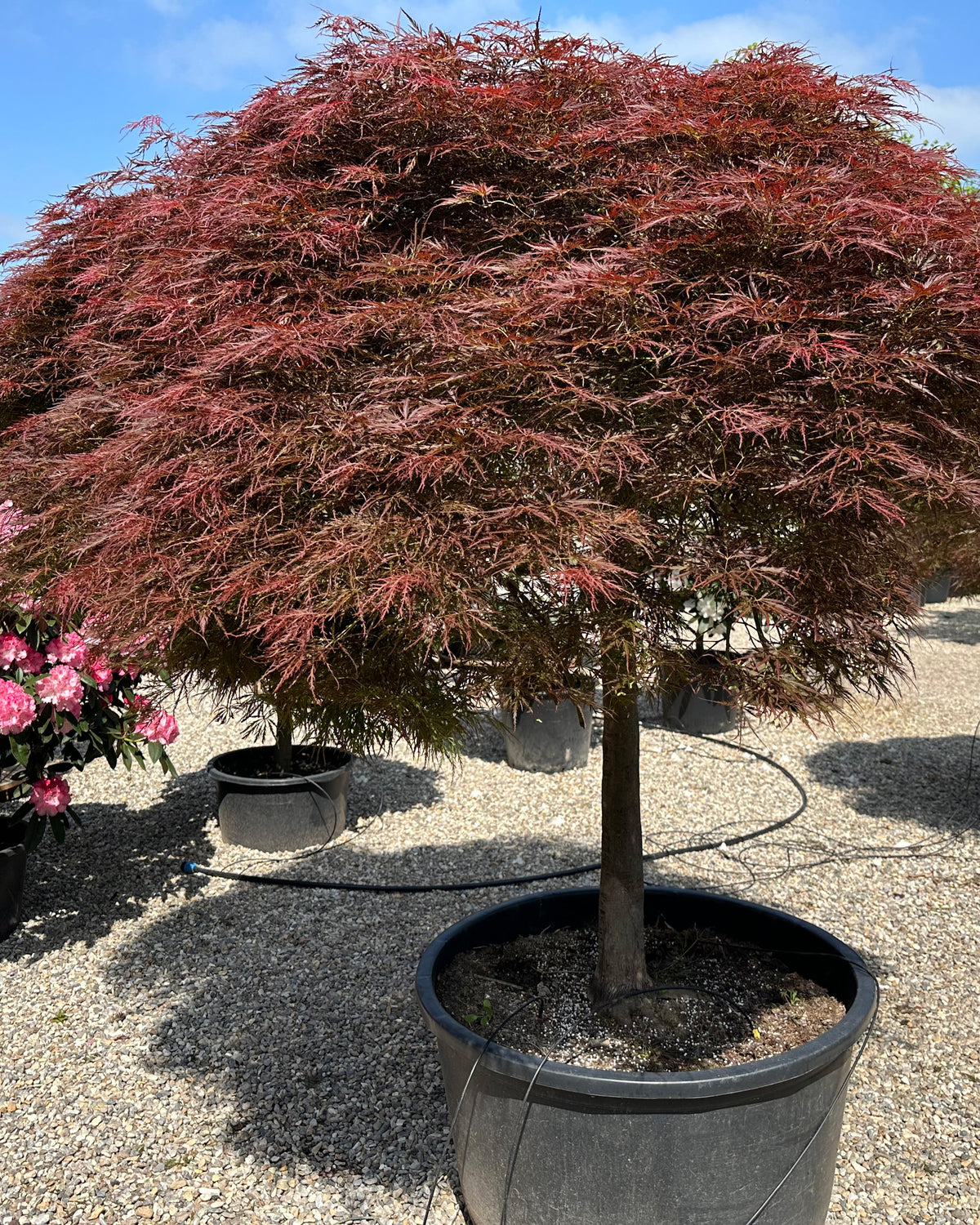 En solitær Acer palmatum Dissectum Ornatum med en lav, bred vækstform og sirligt klippede, tætte puder af finfligede, rødbrune blade.