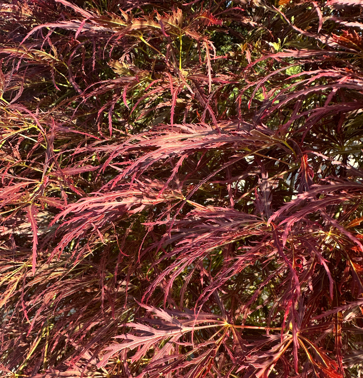 Finfliget, mørkerødt blad fra en Acer palmatum Dissectum Ornatum, som viser de dybe indskæringer og den fjeragtige struktur.