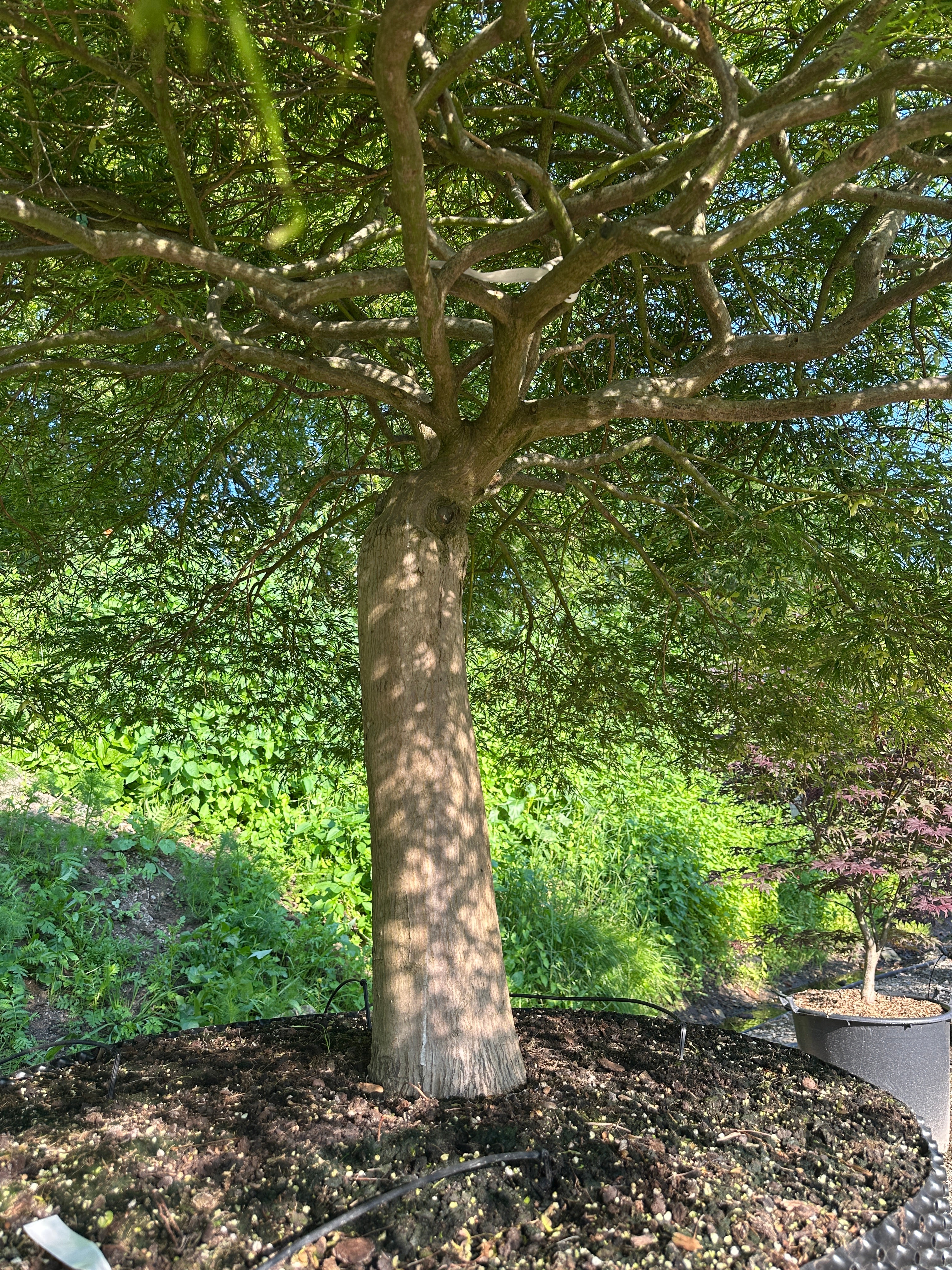 Perspektiv nedefra og op under kronen på en Acer palmatum 'Dissectum Viride' med krogede grene og et tag af grønne blade.