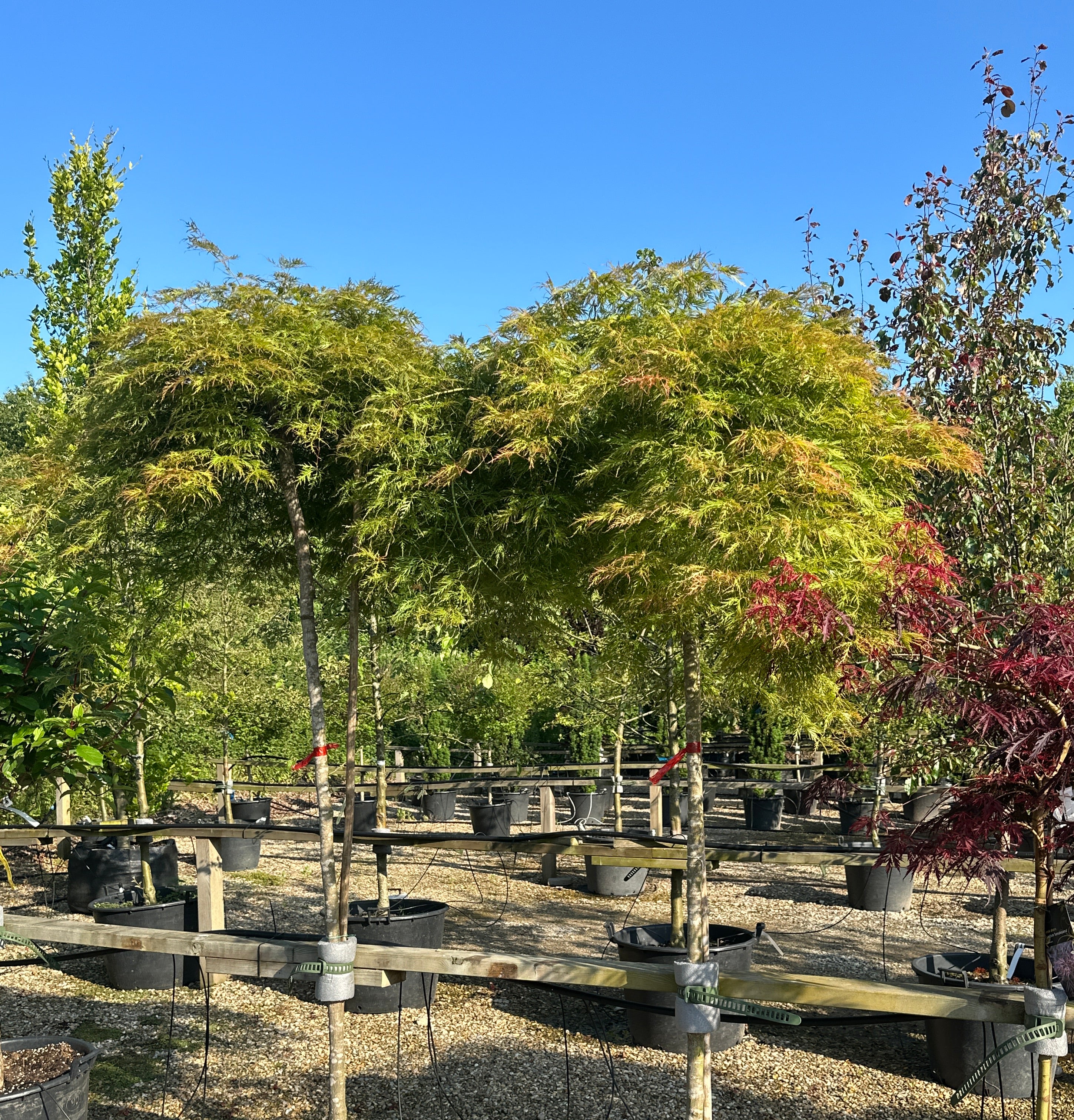 Acer palmatum Dissectum Viridis