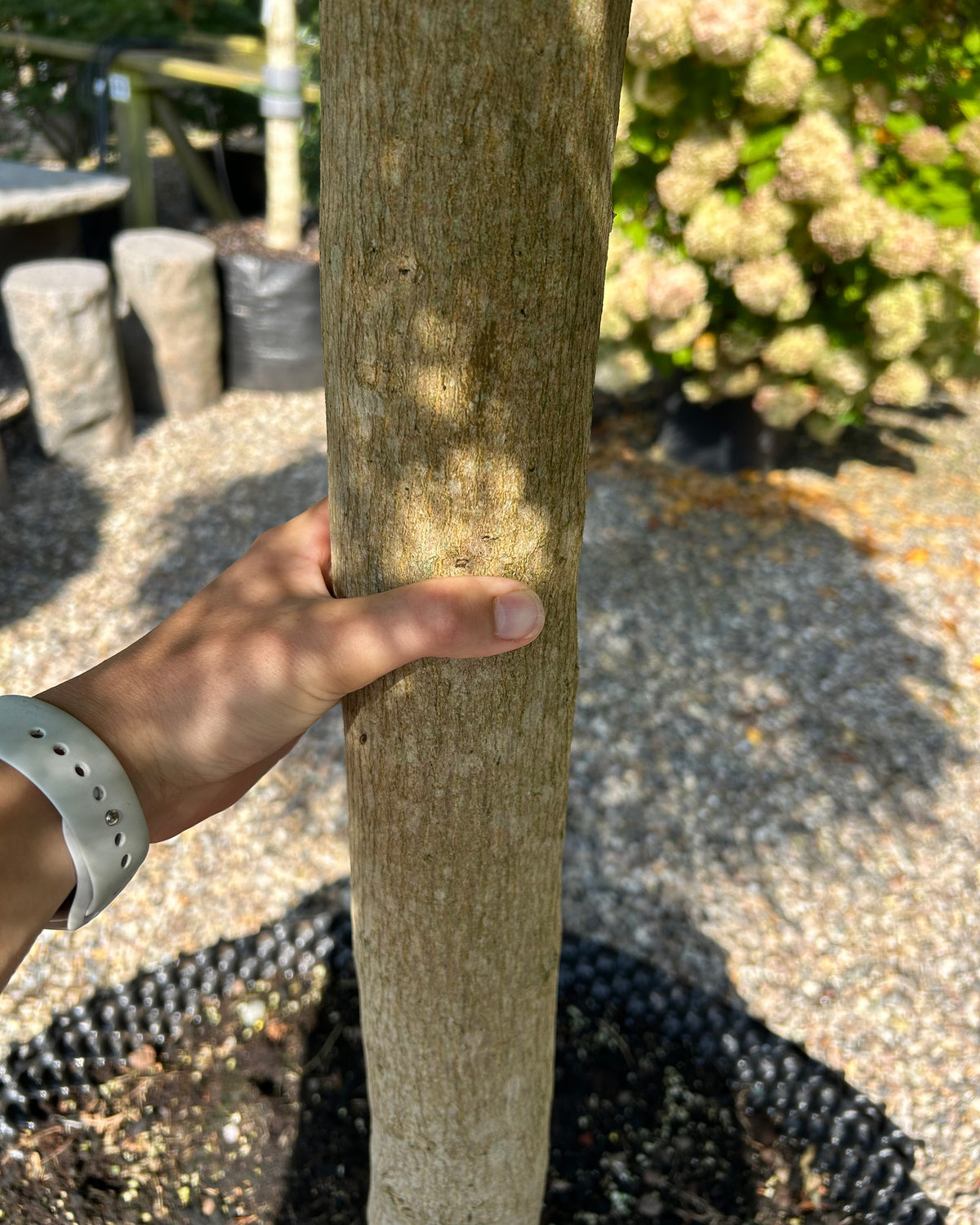 En paraplyformet Acer palmatum Green Lace, hvor den glatte, gråbrune stamme står som en flot, bar søjle under den brede og overhængende krone af grønne løvpuder.