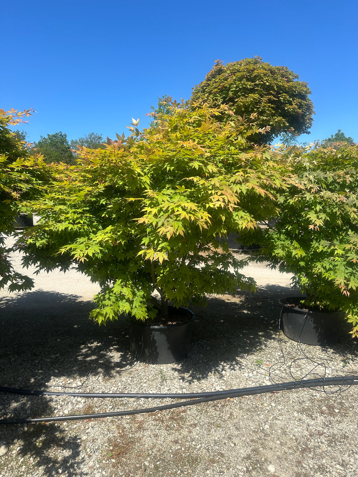 Japansk ahorn, Acer palmatum Osakazuki, som en stor, tæt busk med friske, grønne blade.