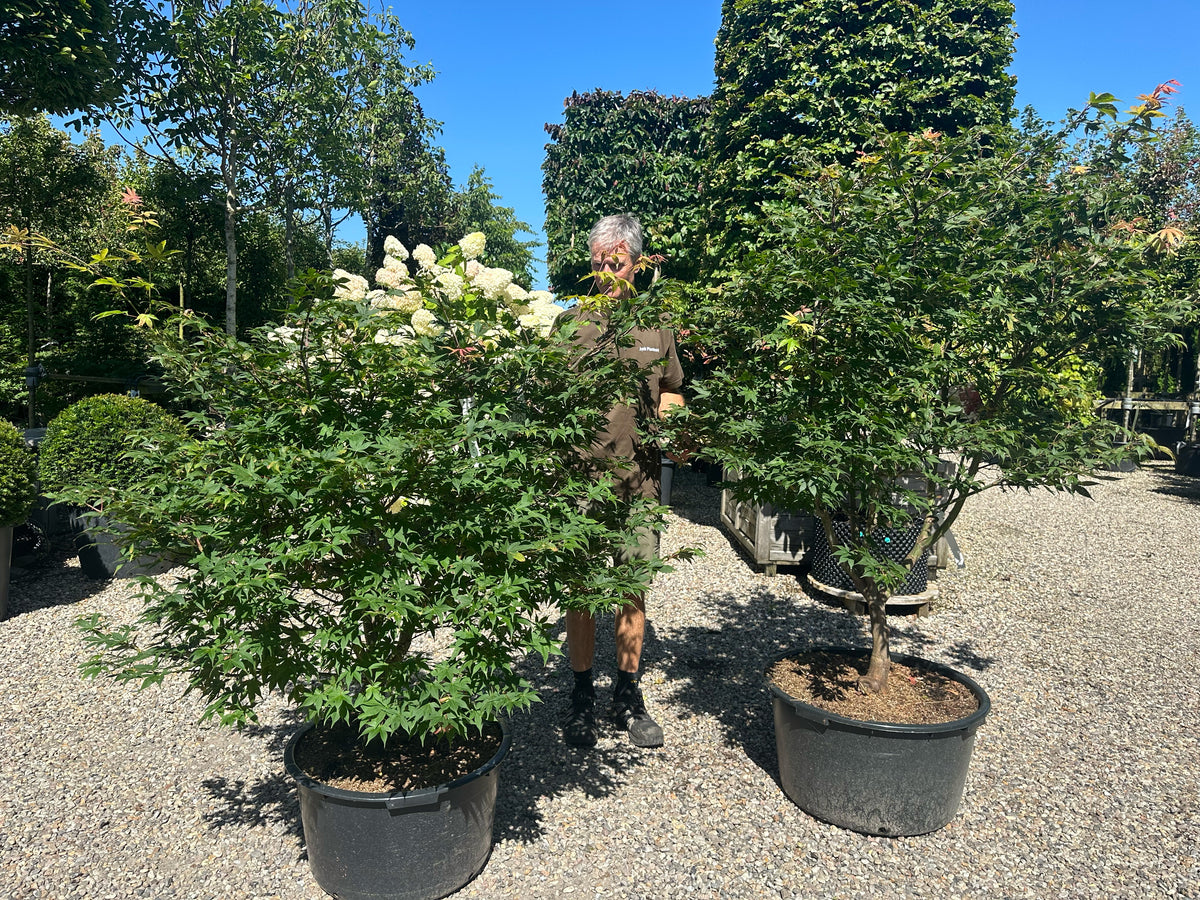 En multistammet Acer palmatum Osakazuki med sirligt klippede, tætte etagepuder af store, friske grønne blade båret af flere glatte stammer.