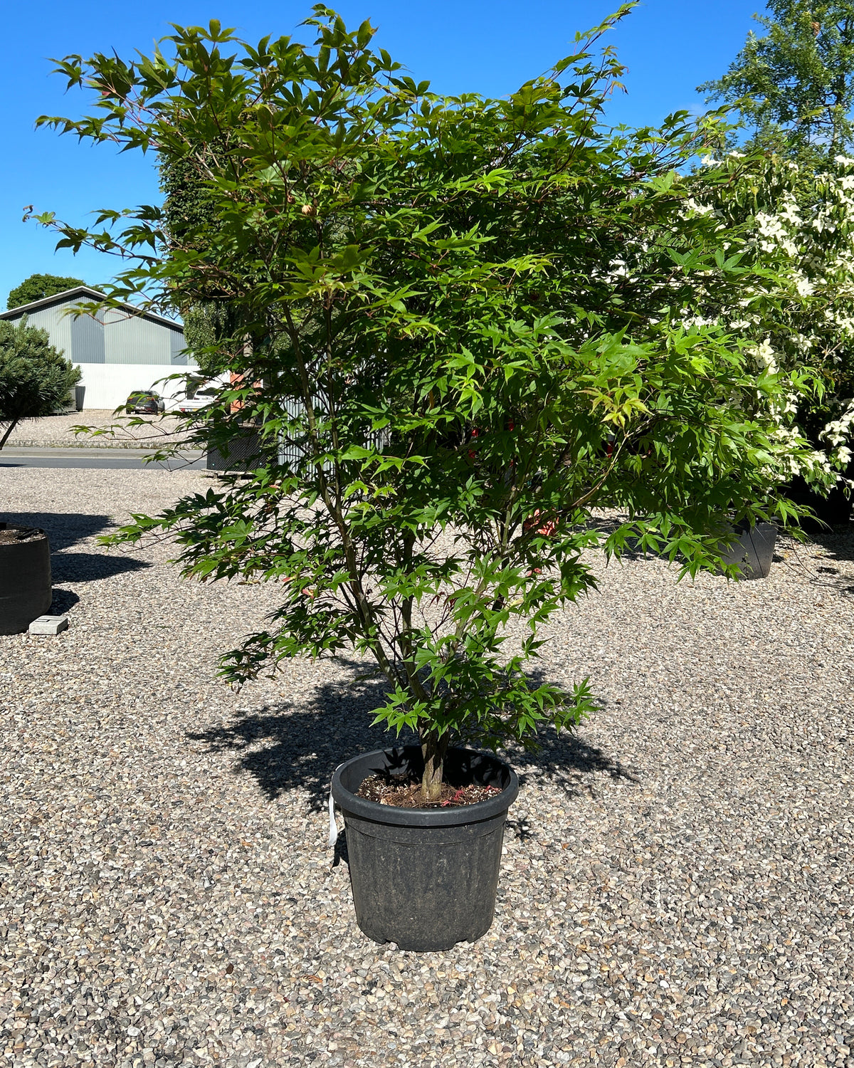 En tæt Acer palmatum Osakazuki busk med en lav, bred vækstform og sirligt klippede, tætte puder af store, friske grønne blade.