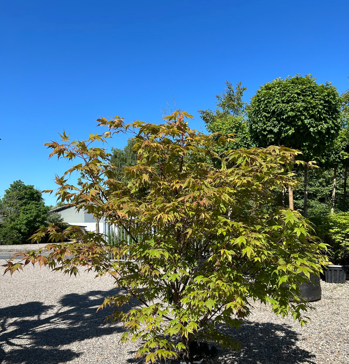 En buskformet Acer palmatum Osakazuki japansk ahorn, der viser overgangen til efteråret, hvor de sirligt trimmede, brede etagepuder af store grønne blade begynder at skifte farve med varme, orangerøde nuancer helt yderst på bladspidserne.