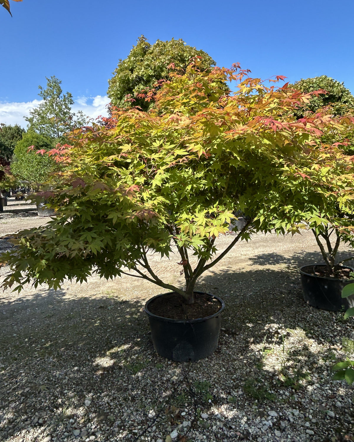En multistammet Acer palmatum Osakazuki om efteråret med tætte, grønne løvpuder, hvor de store blade har fået begyndende, lysende orange spidser over de glatte stammer.