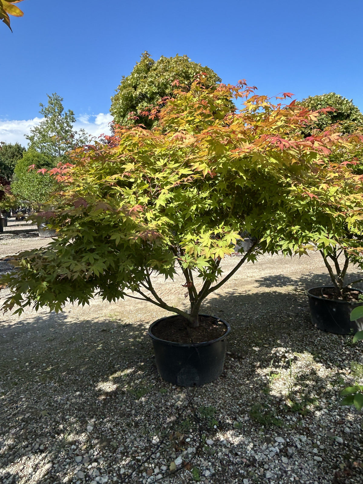 En multistammet Acer palmatum Osakazuki om efteråret med tætte, grønne løvpuder, hvor de store blade har fået begyndende, lysende orange spidser over de glatte stammer.