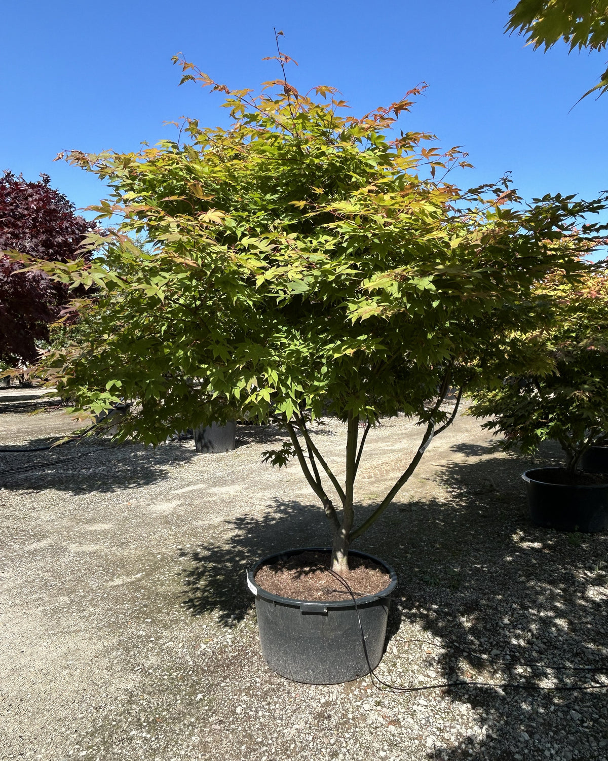 En multistammet Acer palmatum Osakazuki om efteråret med tætte, grønne løvpuder, hvor de store blade har fået begyndende, lysende orange spidser over de glatte stammer.