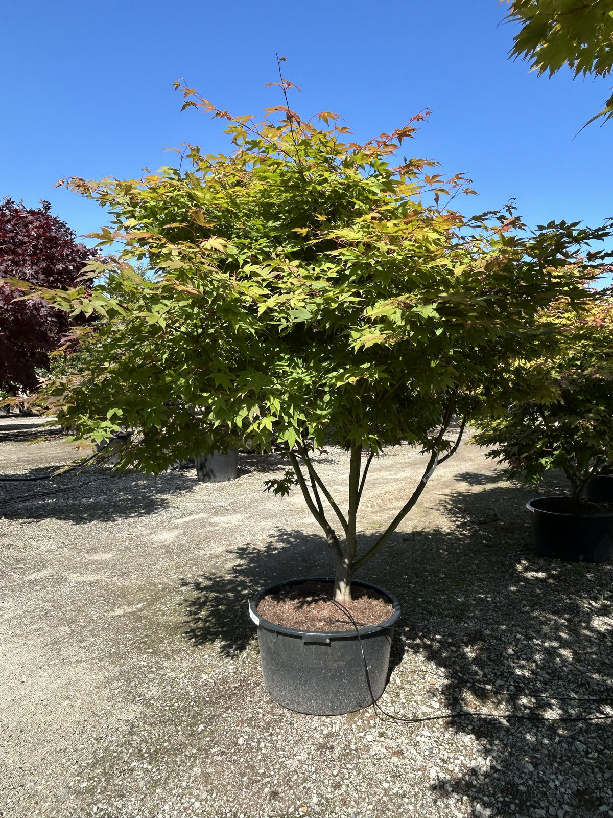 En multistammet Acer palmatum Osakazuki om efteråret med tætte, grønne løvpuder, hvor de store blade har fået begyndende, lysende orange spidser over de glatte stammer.