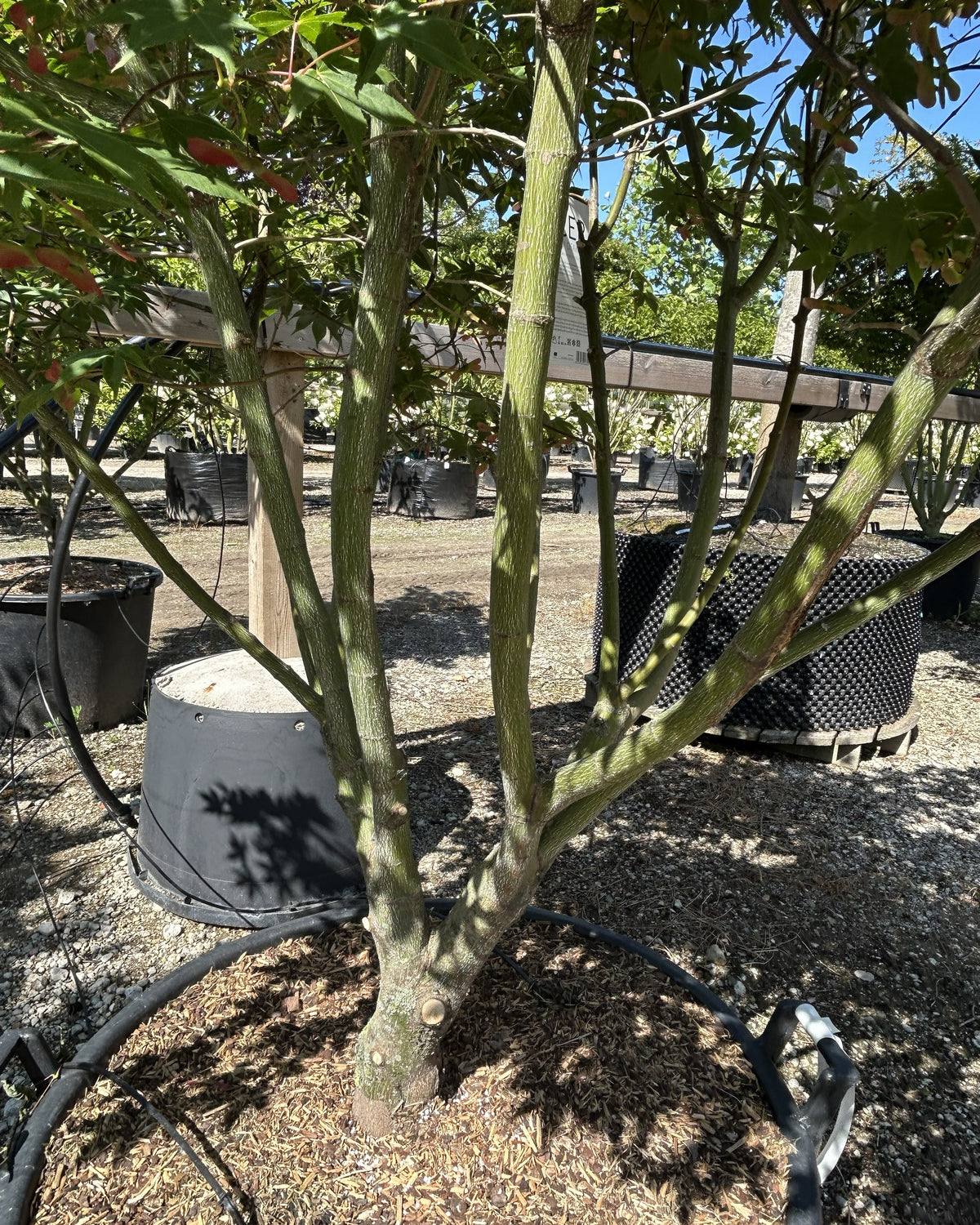 Multistammet japansk løn, Acer palmatum 'Osakazuki', med flere synlige stammer og en tæt, opret krone.