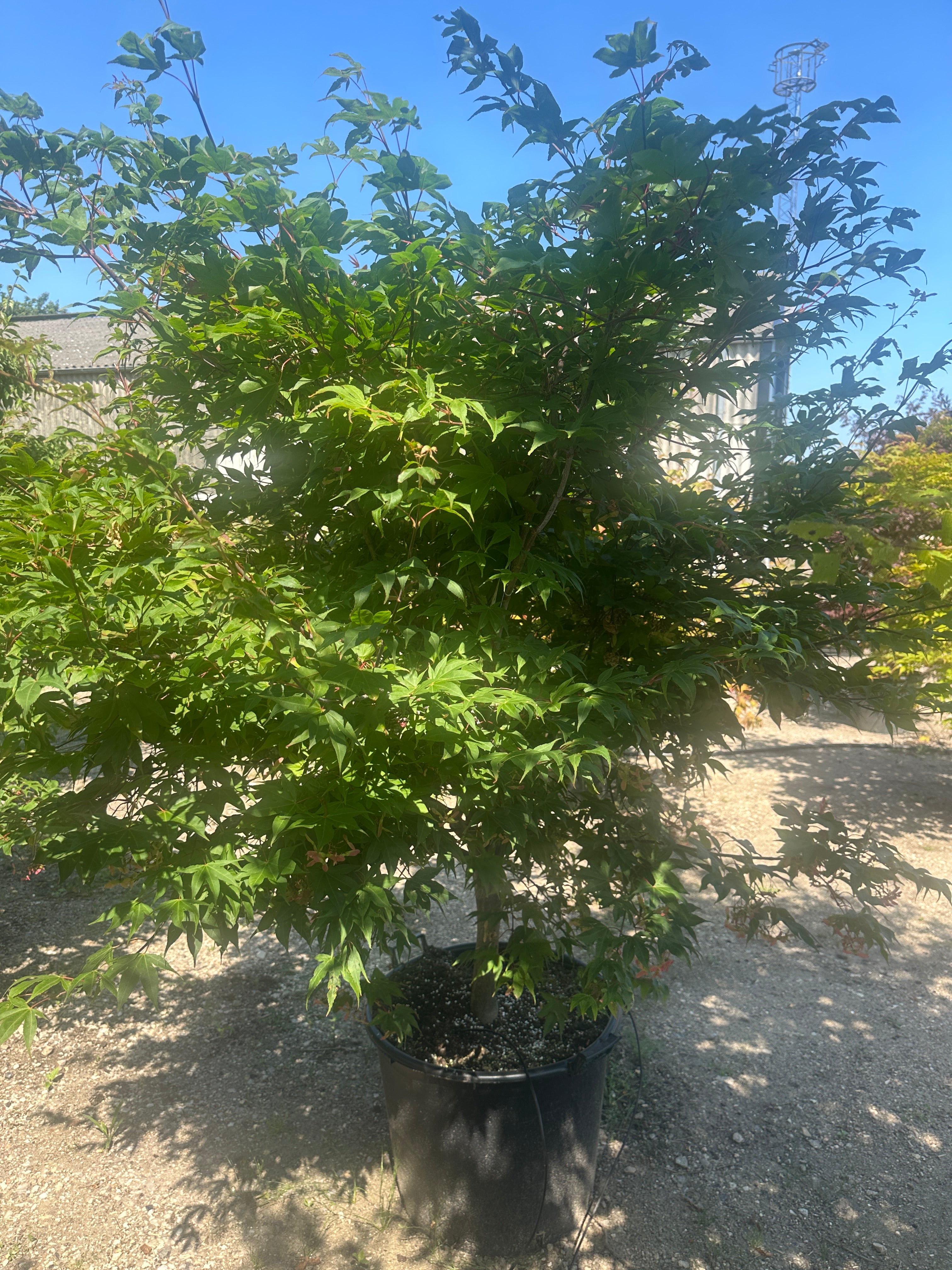 Japansk løn, Acer palmatum 'Osakazuki', med store, elegante syvfligede blade, der skaber et tæt, smukt løvtag.