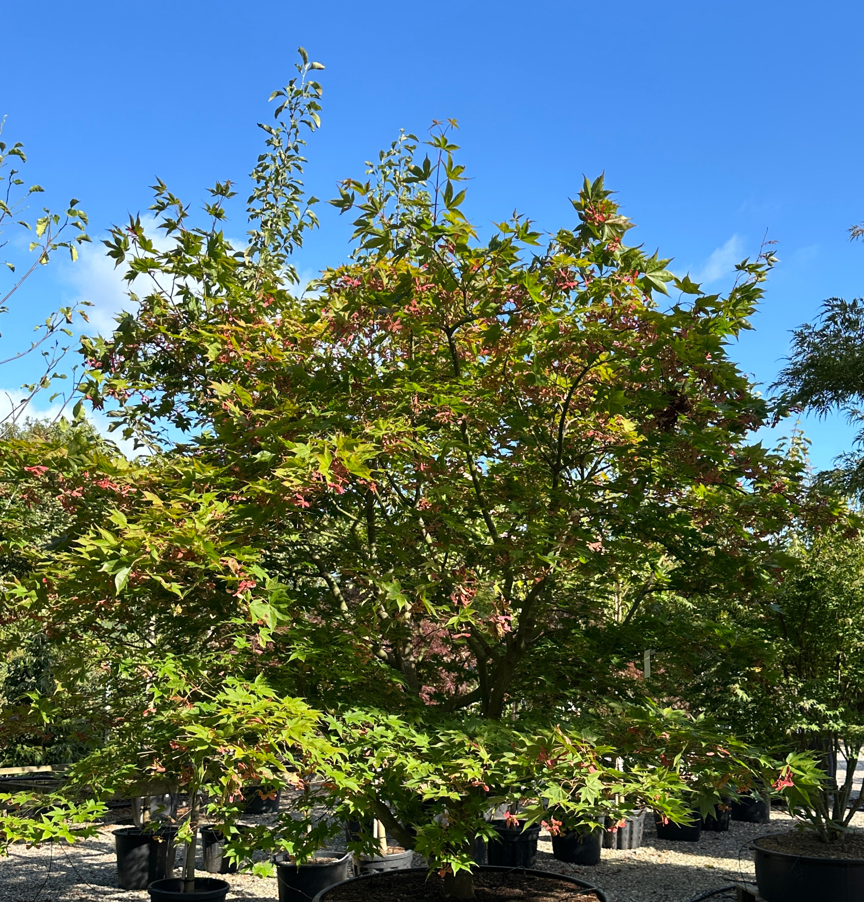 Skulpturel japansk ahorn, Acer palmatum Osakazuki, med ekstra bred krone.