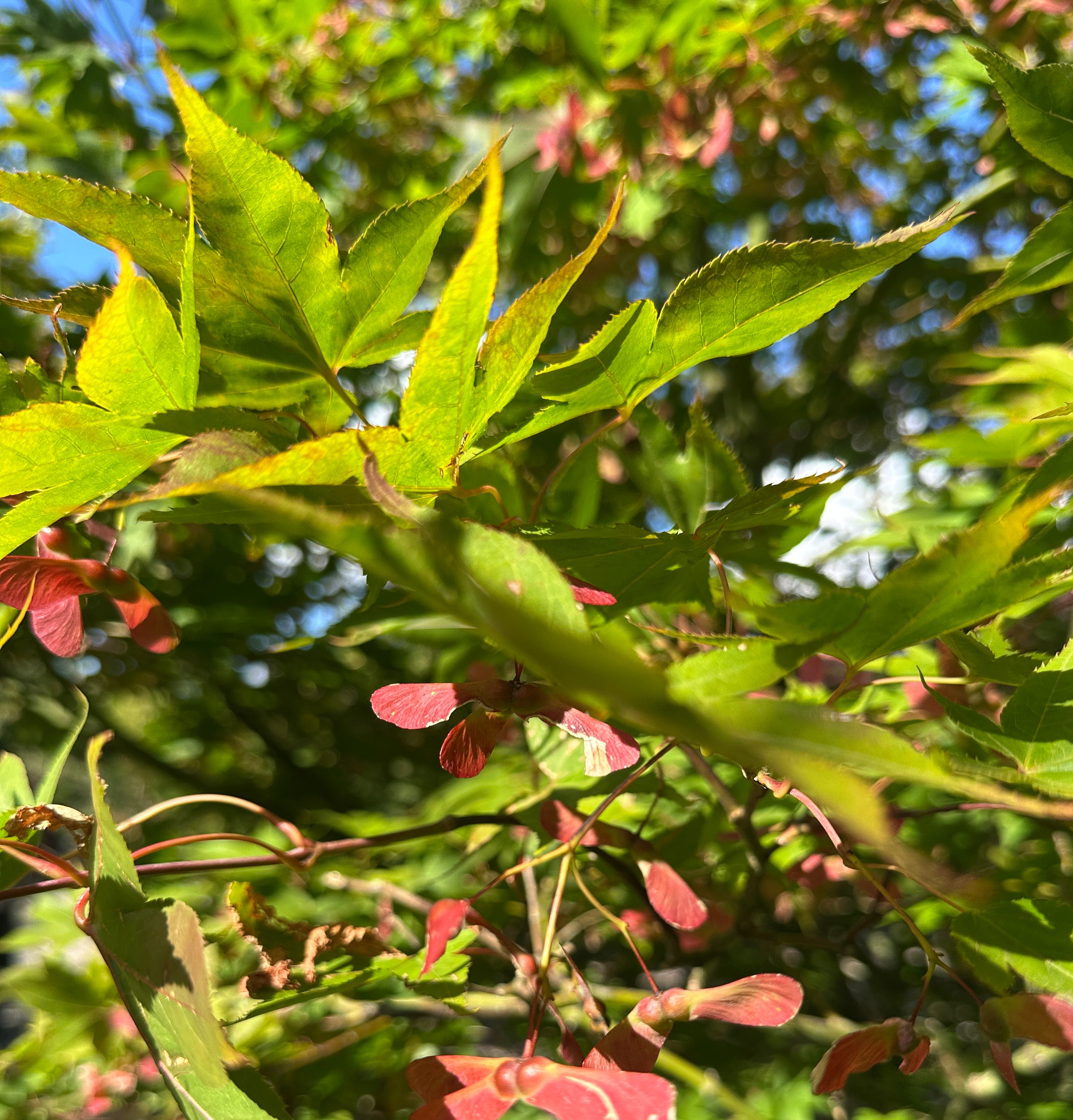 Flotte dekorative blade og vingede propeller på japansk ahorn her på sorten Acer palmatum Osakazuki