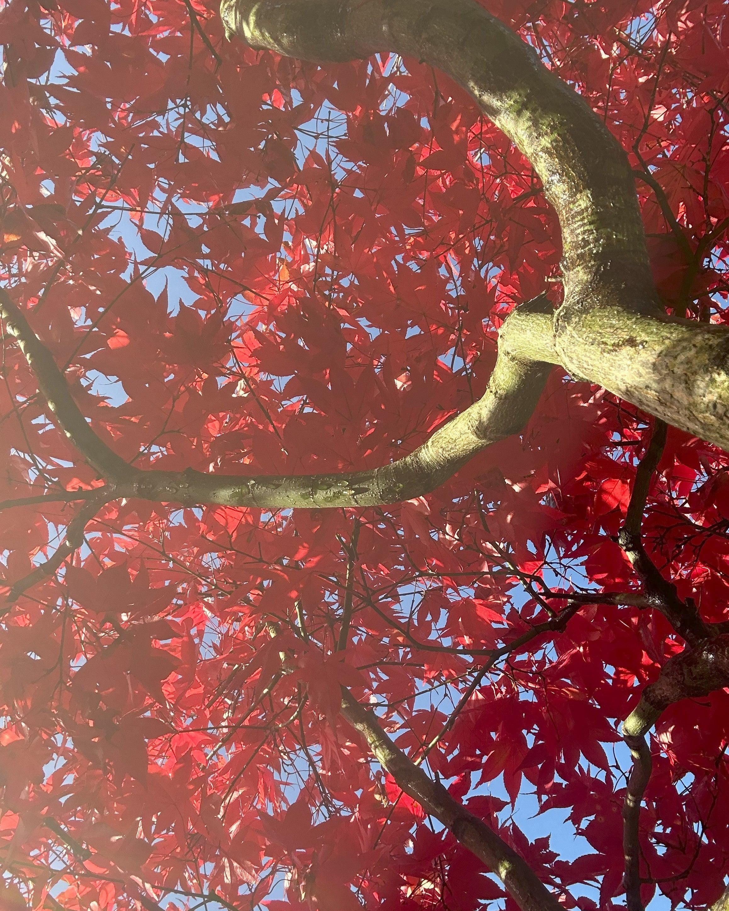 Smukke blade i høstfarve med efterårssolen.