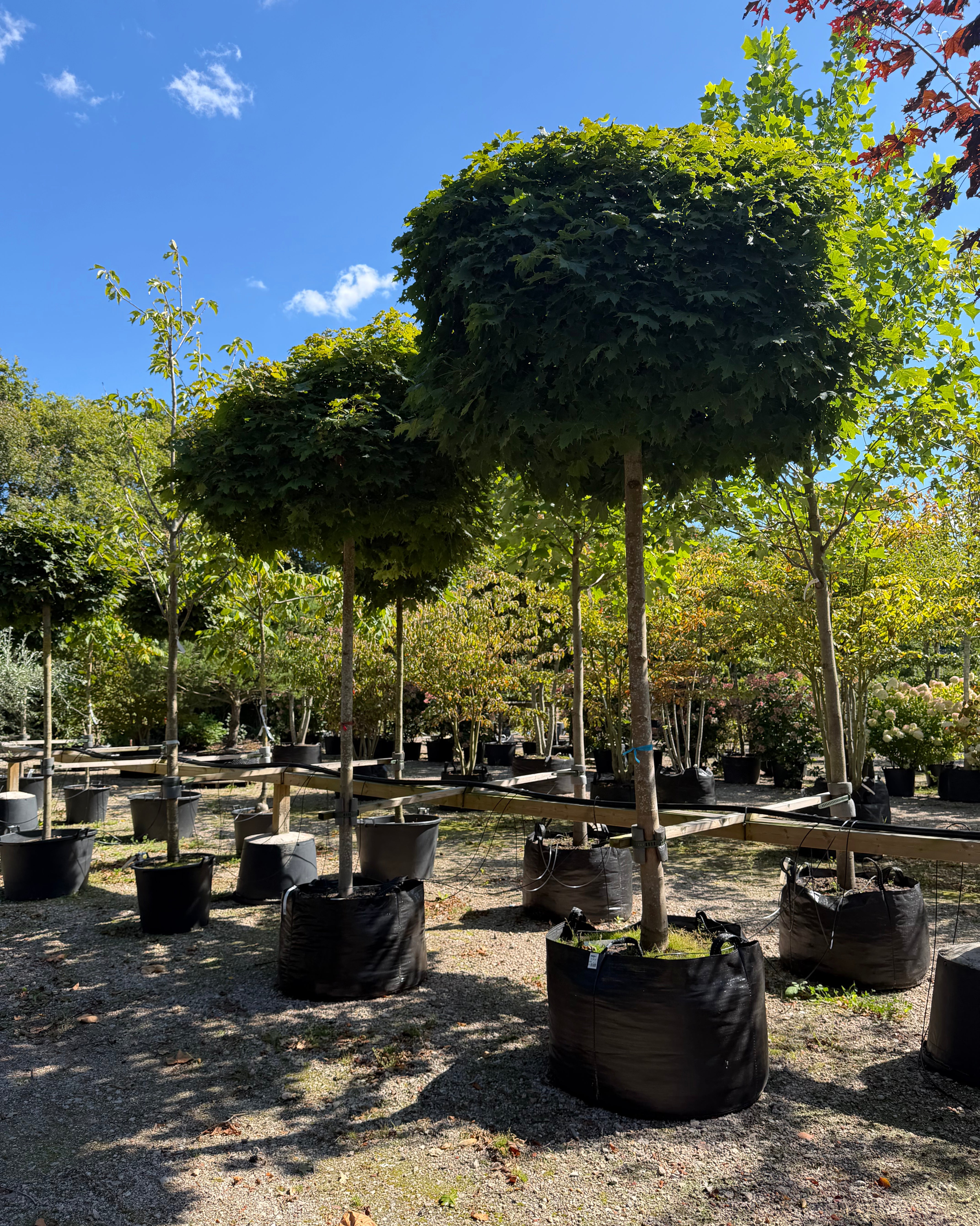 Opstammet Acer platanoides Globosum kugleahorn med høj bar stamme og en perfekt tæt, kugleformet krone med store grønne blade.