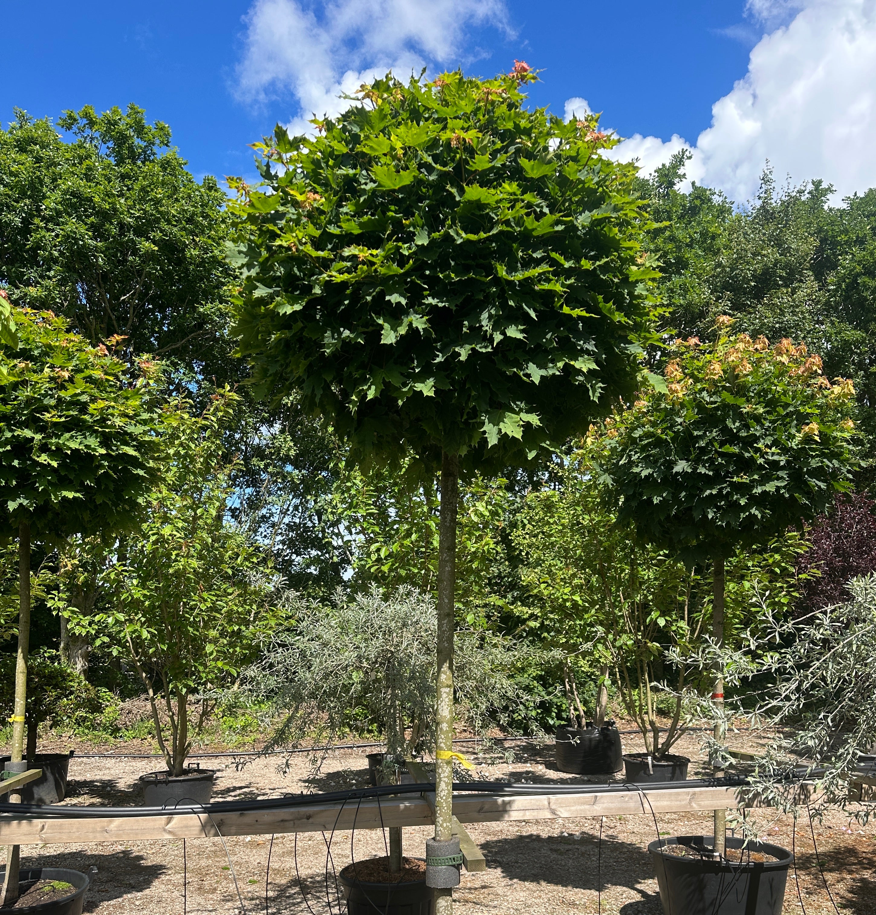 Opstammet acer platanoides ´Globosum´- kugleahorn med en bar, opret stamme og en tæt, naturligt kuglerund krone af grønne blade.