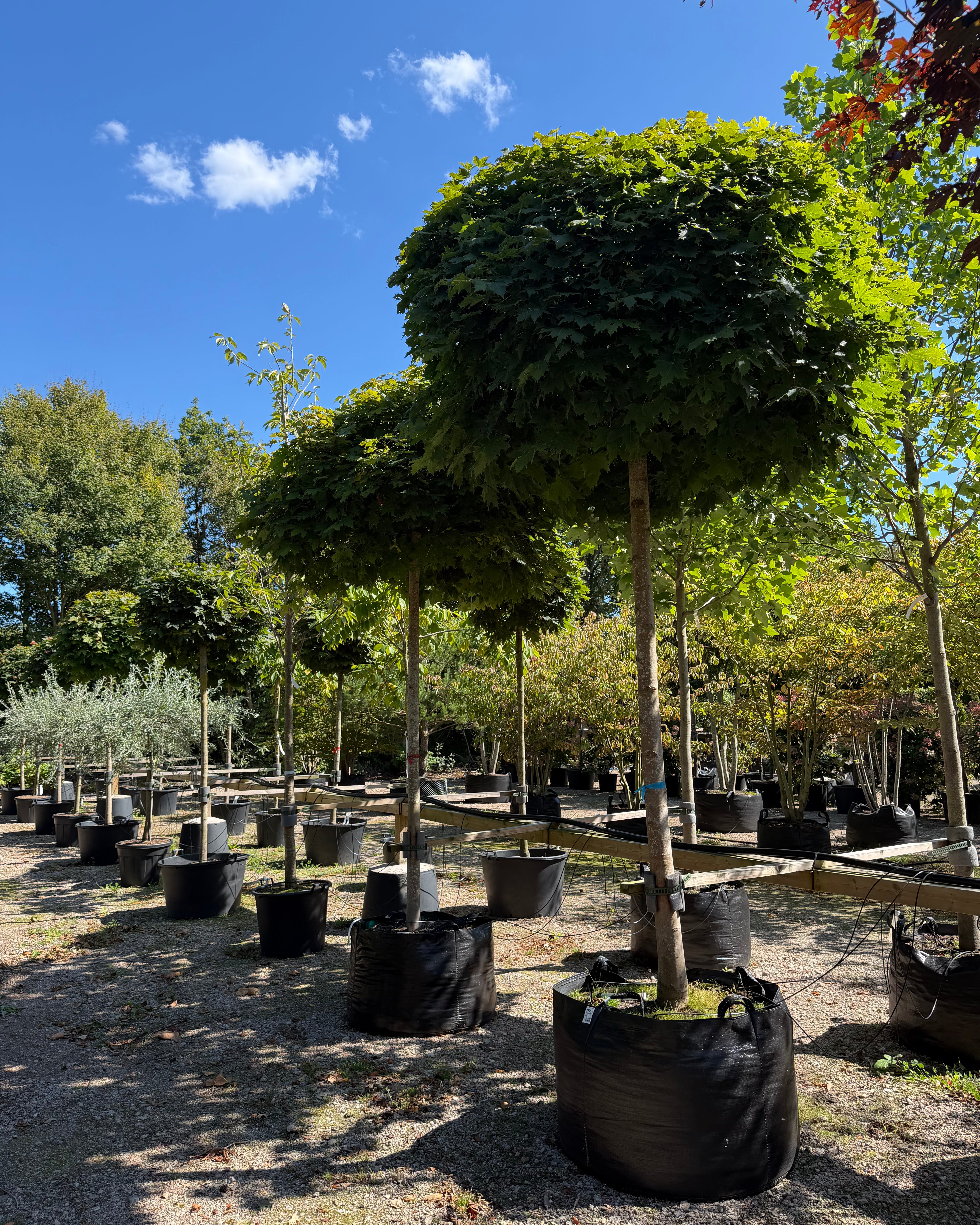 Opstammet Acer platanoides Globosum kugleahorn med høj bar stamme og en perfekt tæt, kugleformet krone med store grønne blade.