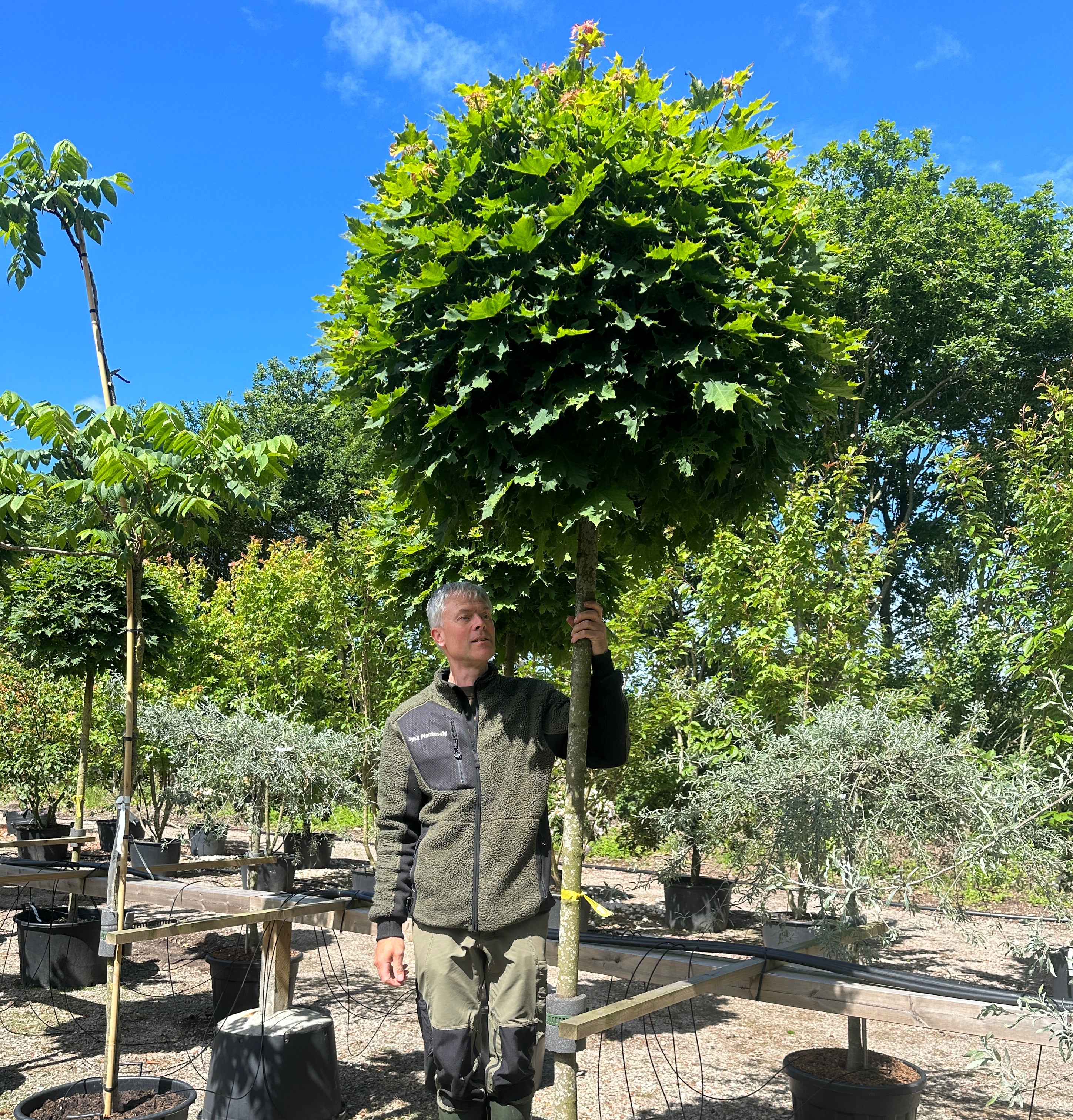 Opstammet acer platanoides ´Globosum´- kugleahorn med en bar, opret stamme og en tæt, naturligt kuglerund krone af grønne blade.