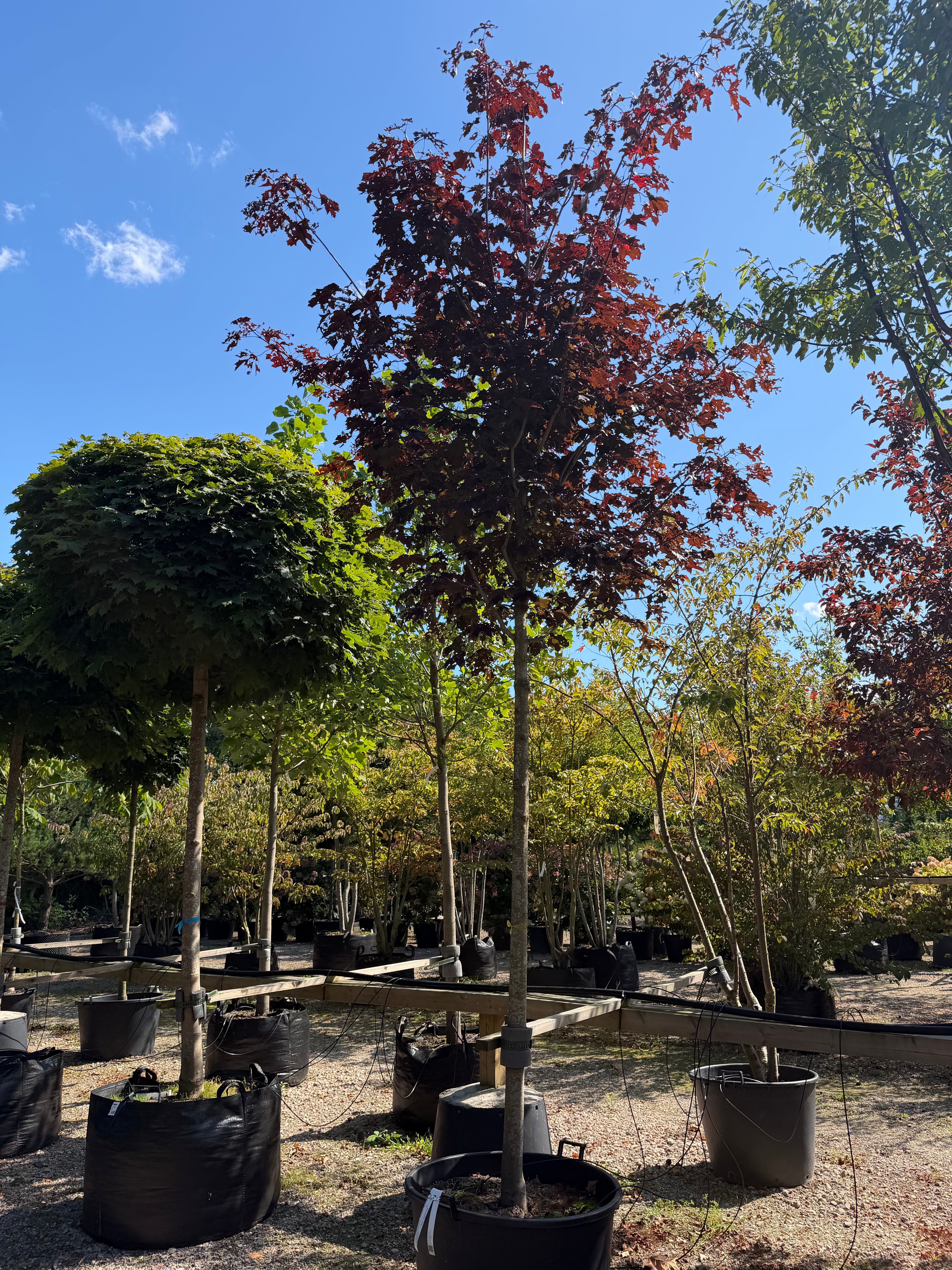 Opstammet Acer platanoides Royal Red, spidsløn med høj bar stamme og en tæt, rund krone med store, mørkerøde blade.