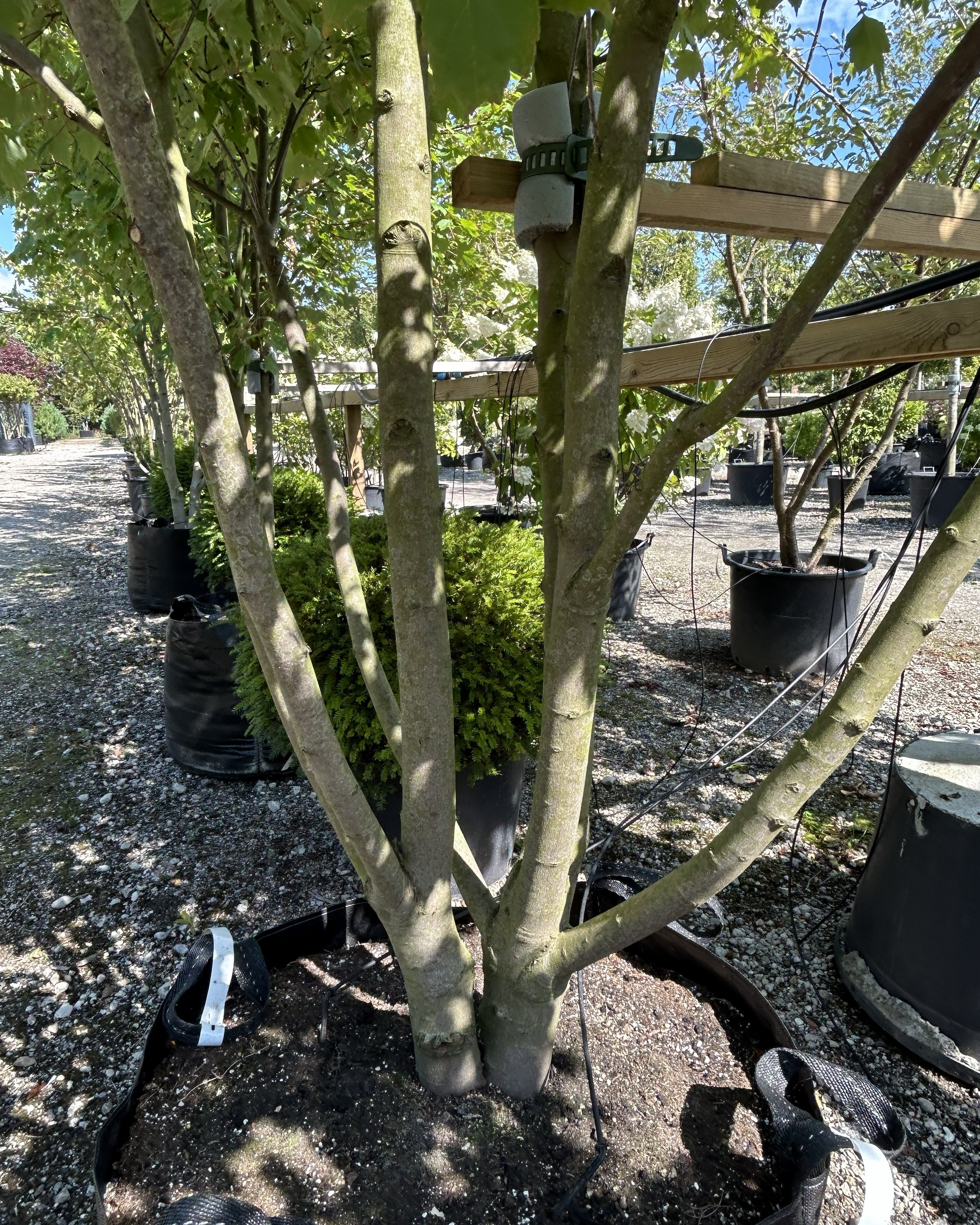 Nærbillede af bunden af en flerstammet rød løn - Acer rubrum, der viser de mange markante, lysegrå hovedstammer.