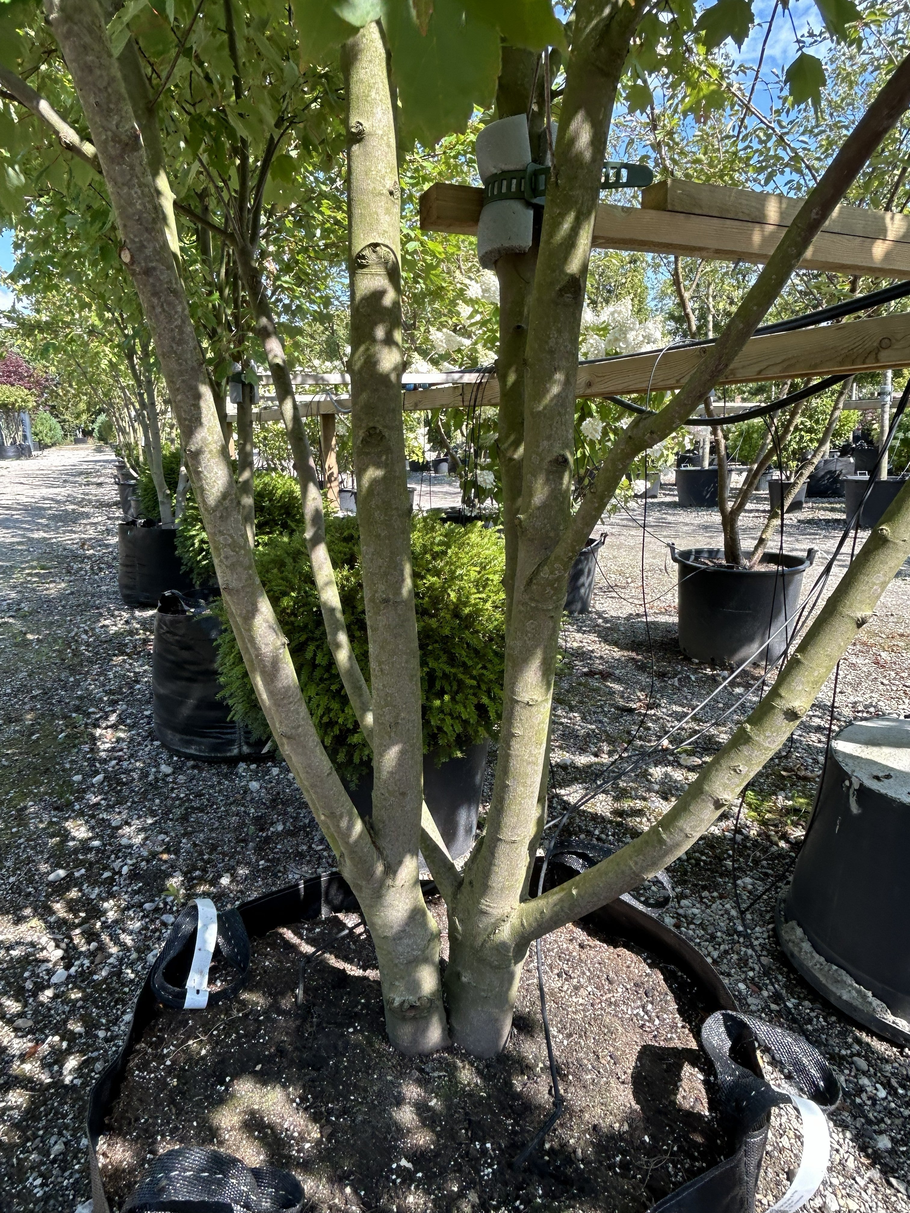Nærbillede af bunden af en flerstammet rød løn - Acer rubrum, der viser de mange markante, lysegrå hovedstammer.