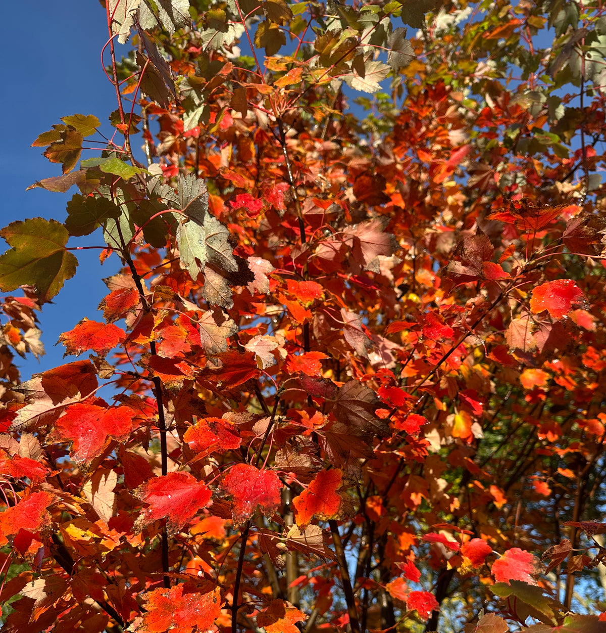 Nærbillede af de tre- til femlappede blade fra en Rød løn - Acer rubrum i karminrøde efterårsfarver.