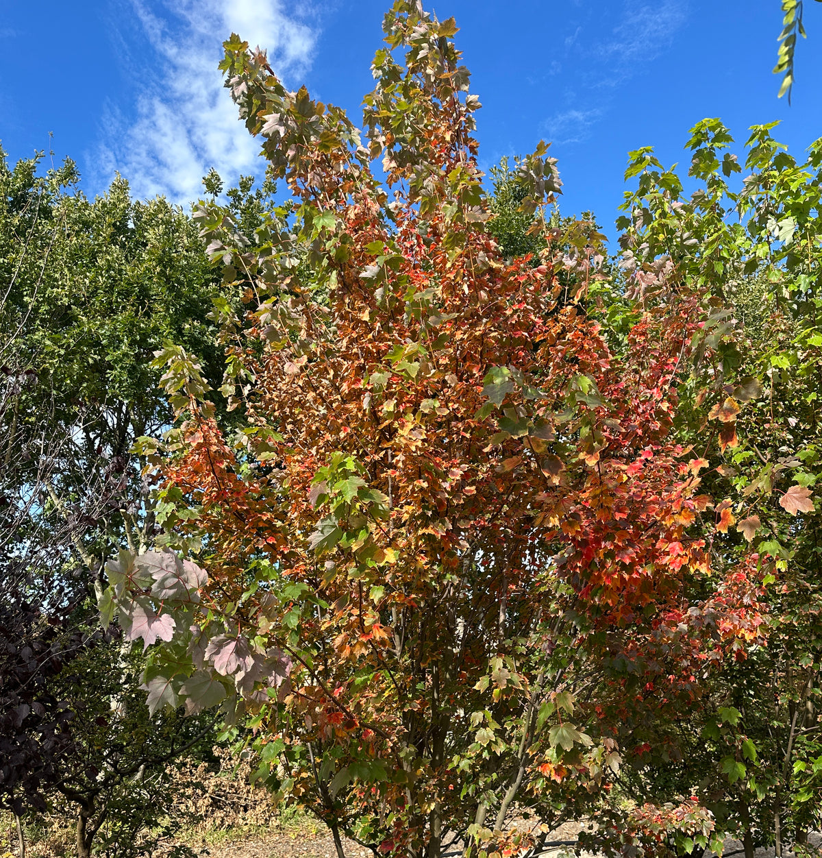 Flerstammet Acer rubrum - Rød løn i fuld figur, hvor kronen begynder at fåvkarminrøde og orange efterårsfarver, mens de lysegrå stammer forgrener sig flot fra jorden.