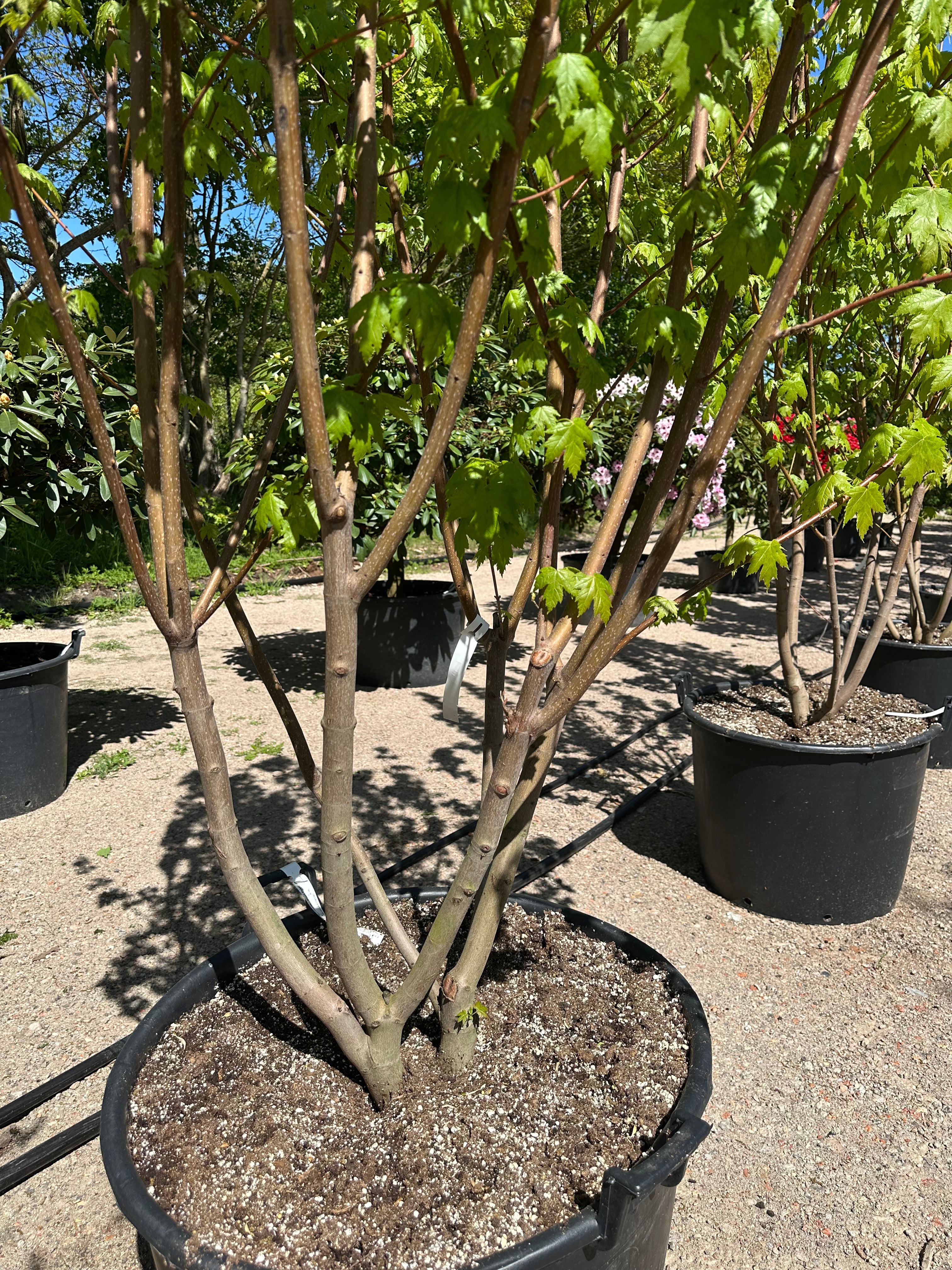 Flerstammede grene i bunden af en skulpturel Acer rubrum Brandywine rød løn.