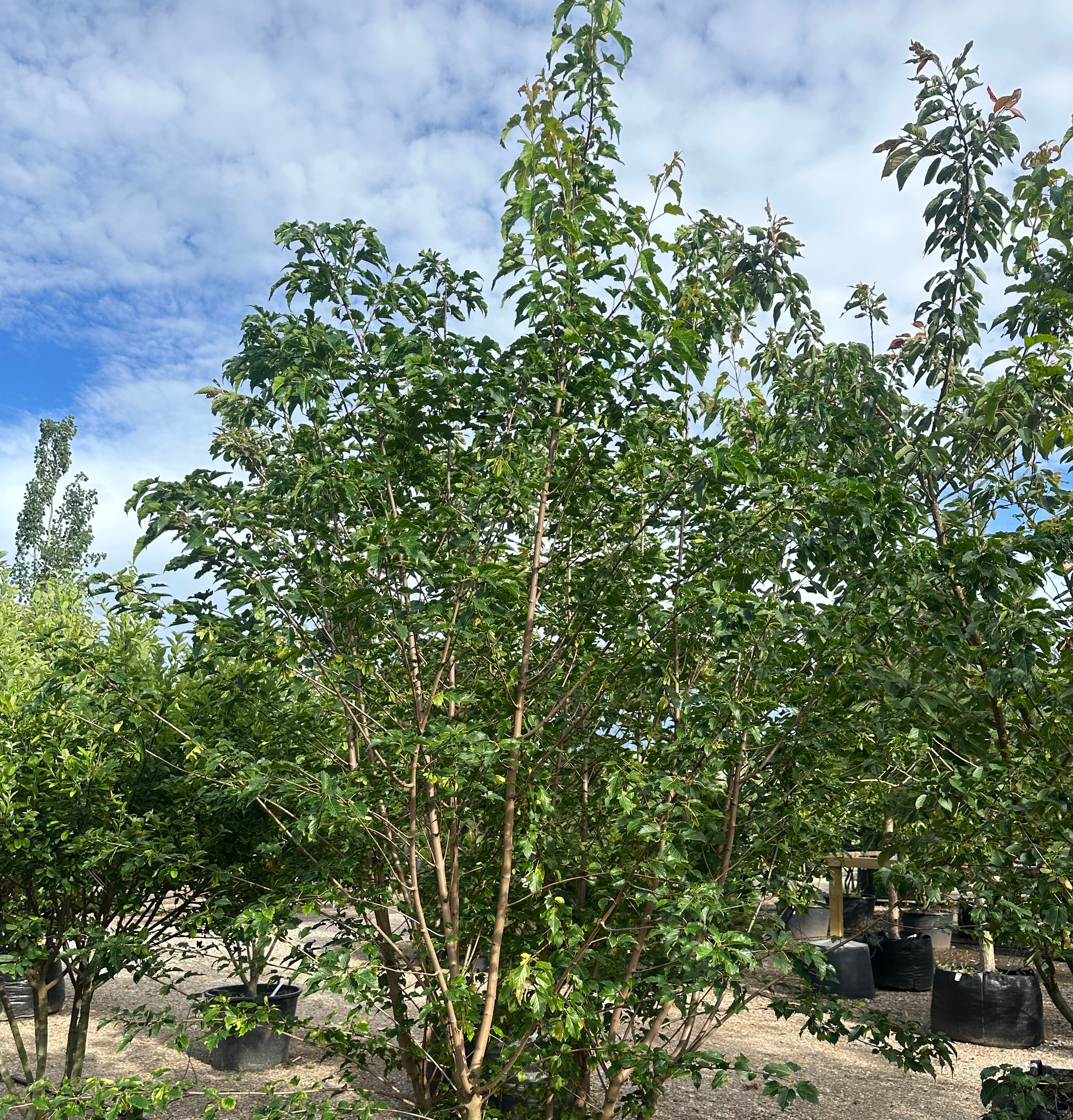 Flerstammet Ildløn - Acer tataricum subsp. ginnala i fuld figur, med grønne blade og synlige stammer fra bunden.