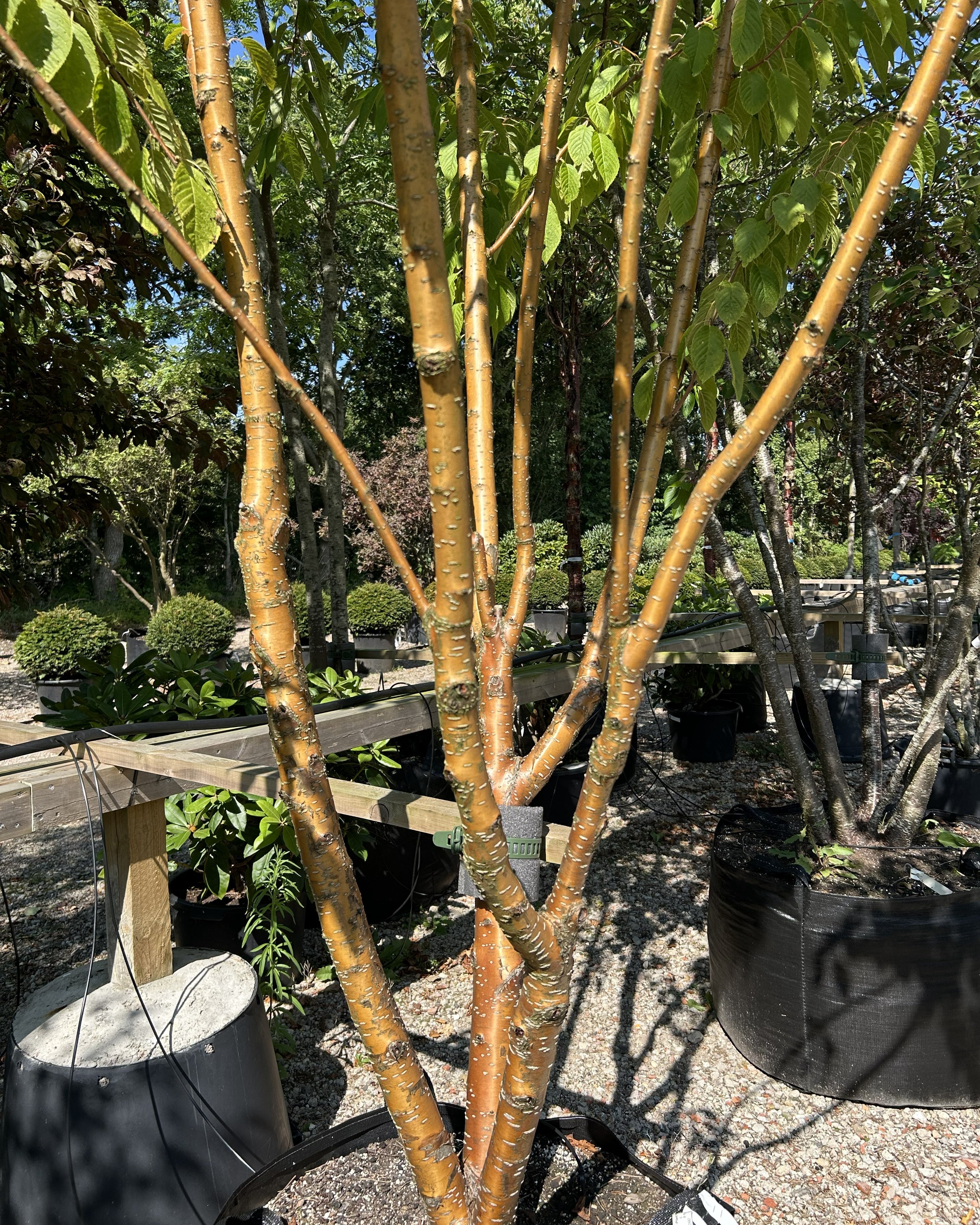 Stammerne på et multistammet 'Amber Beauty' kirsebærtræ - Prunus maackii der viser den skinnende, ravgule og kobbergyldne bark, som skaller af i papirtynde strimler.