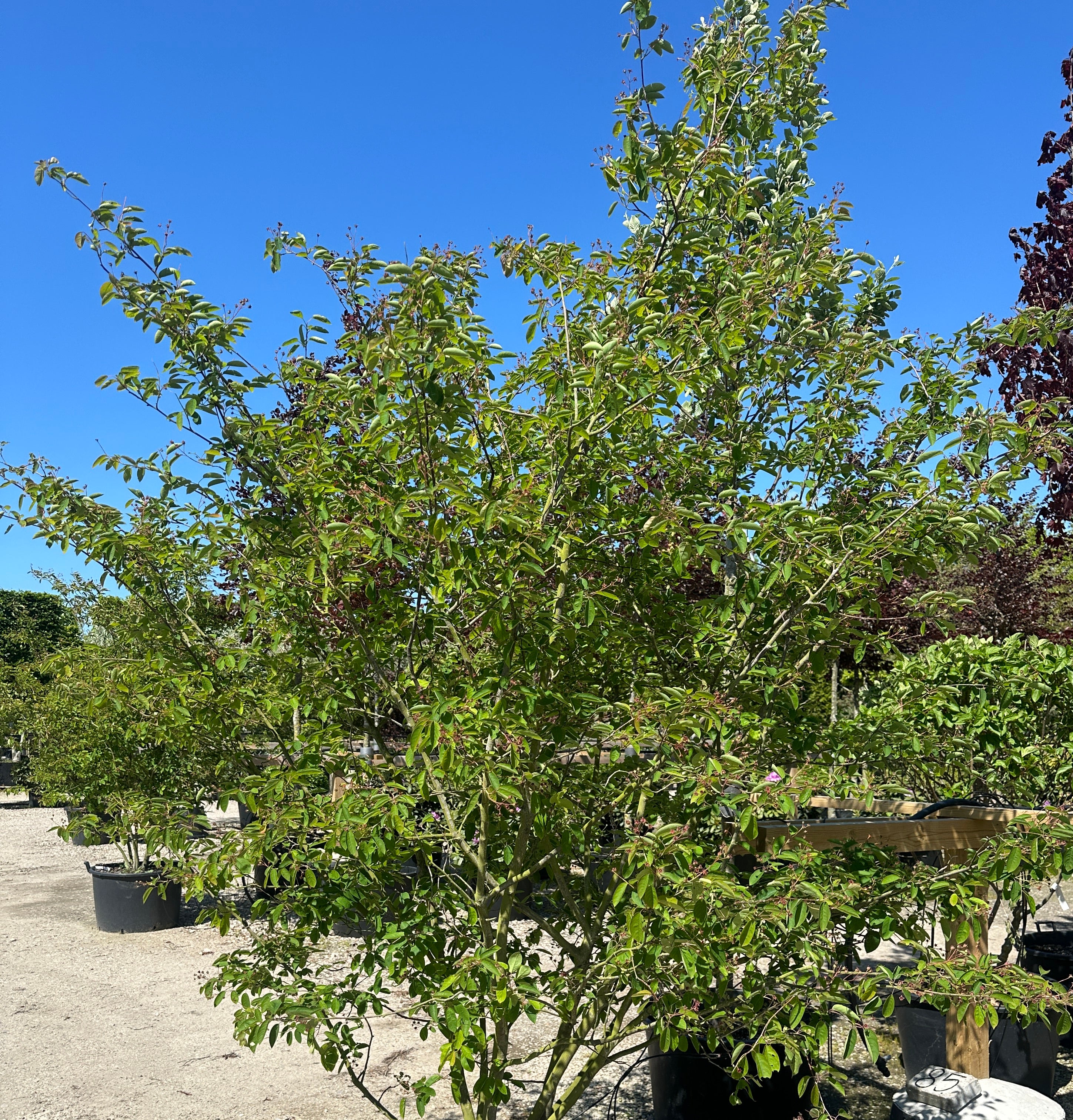 Amelanchier Lamarckii, Multistammet bærmispel med flere synlige og forgrenede stammer i bunden og en bred og luftig krone.