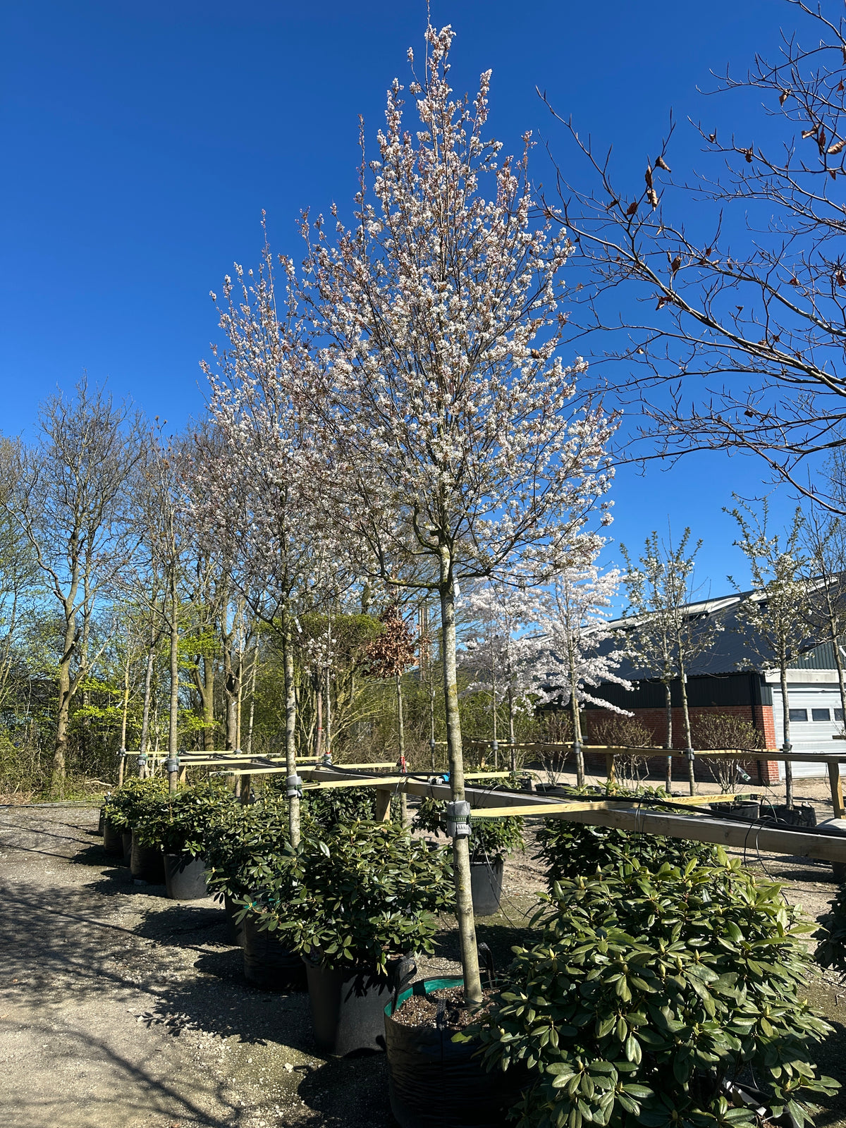 Opstammet bærmispel Robin Hill med en slank ret stamme under en tæt og regelmæssig oval krone fyldt med fine lyserøde og hvide forårsblomster