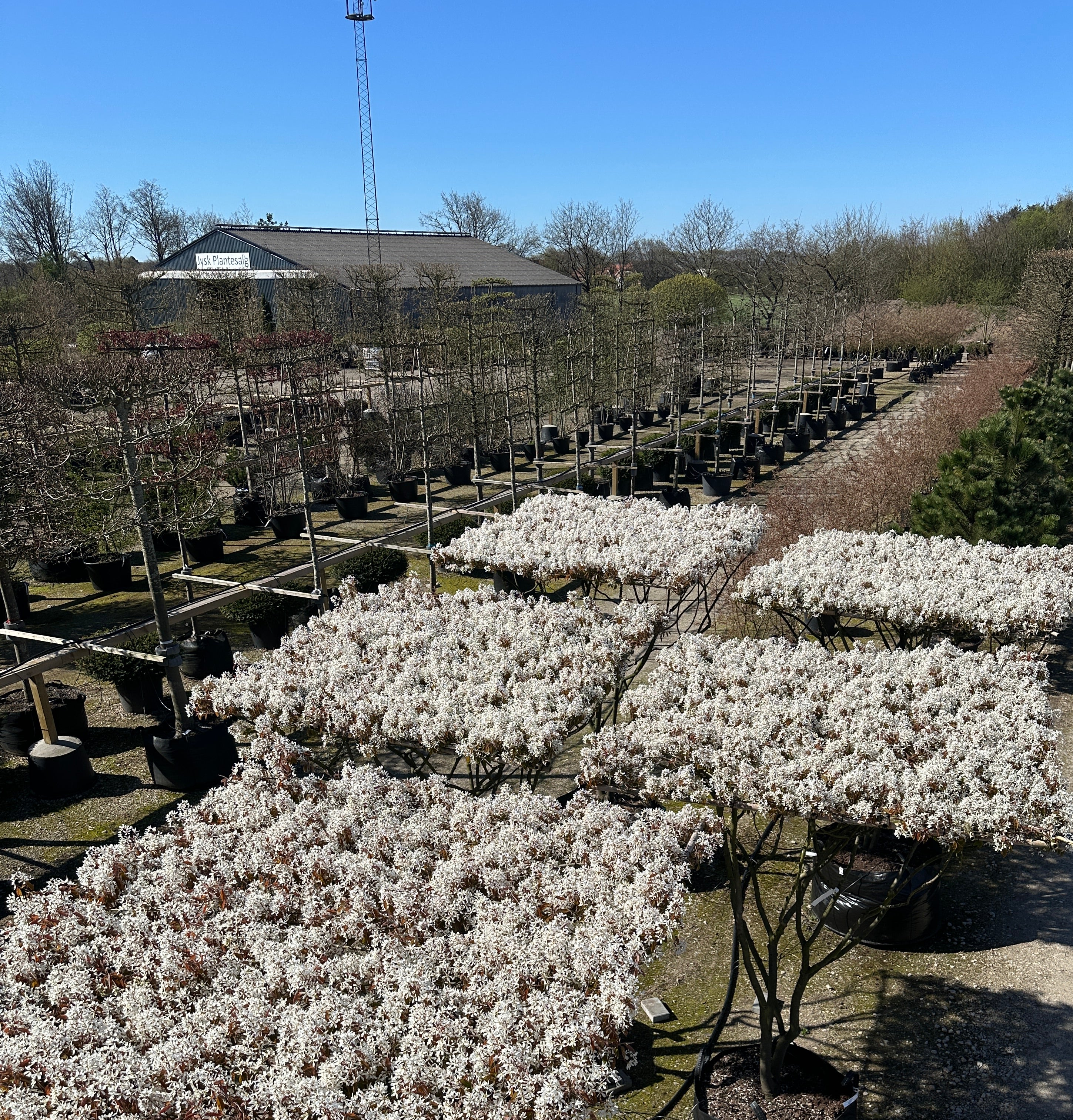 Amelanchier lamarckii-træ i forårsblomst, hvor det vandrette bladtag fremstår som en tæt flade af hvide blomster.