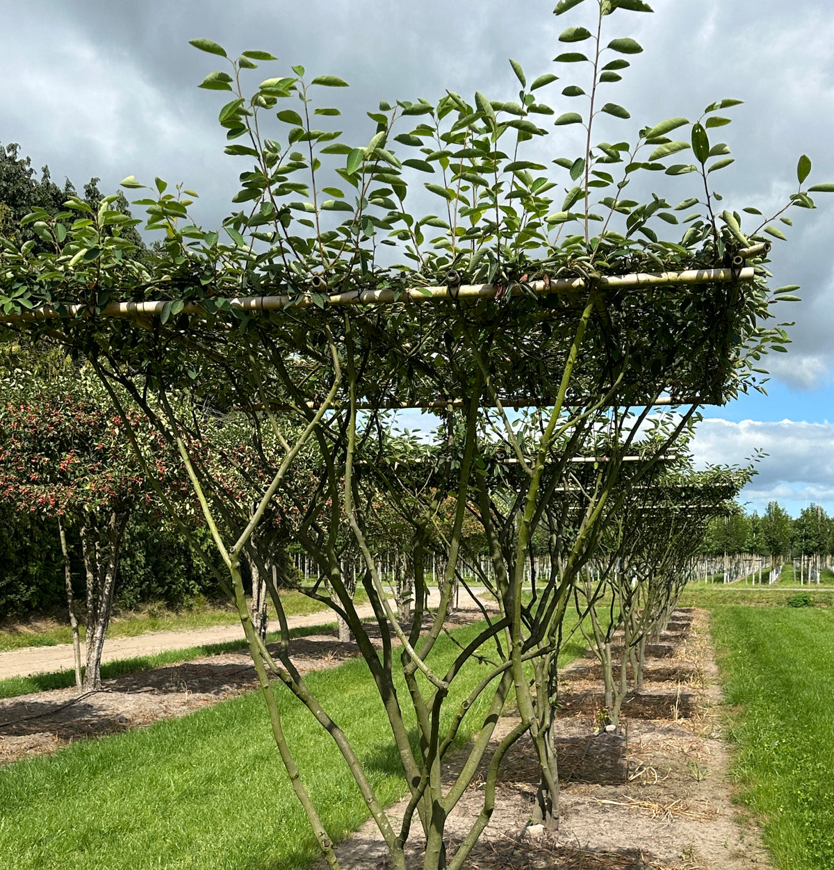 Amelanchier lamarckii der viser træets tydelige stammer og vandrette kroneform.